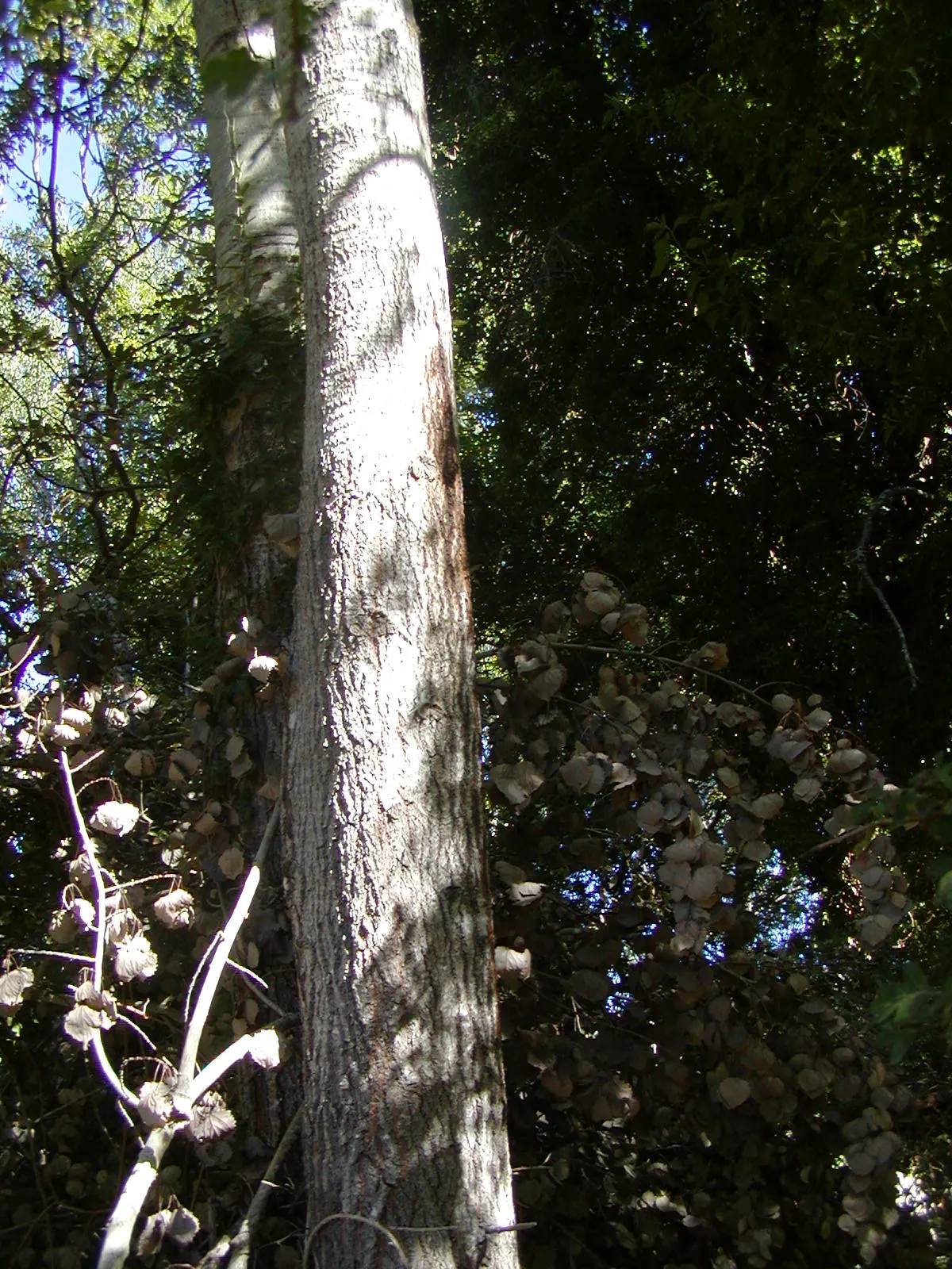 White Poplar (Populus Alba) — making it a striking choice for landscape designs seeking a bold visual statement