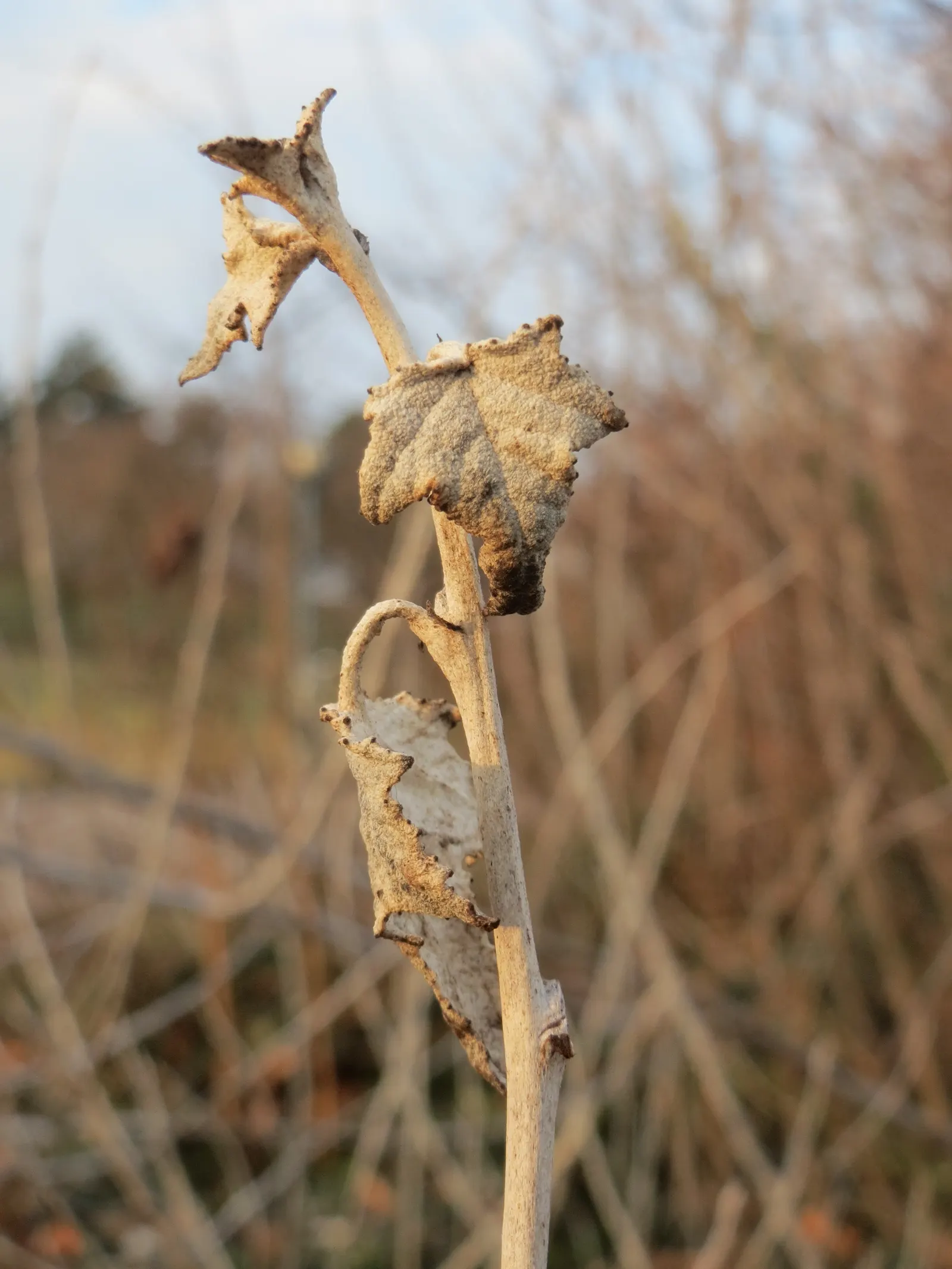 White Poplar (Populus Alba) — Maintenance may involve regular removal of suckers to preserve a desired form
