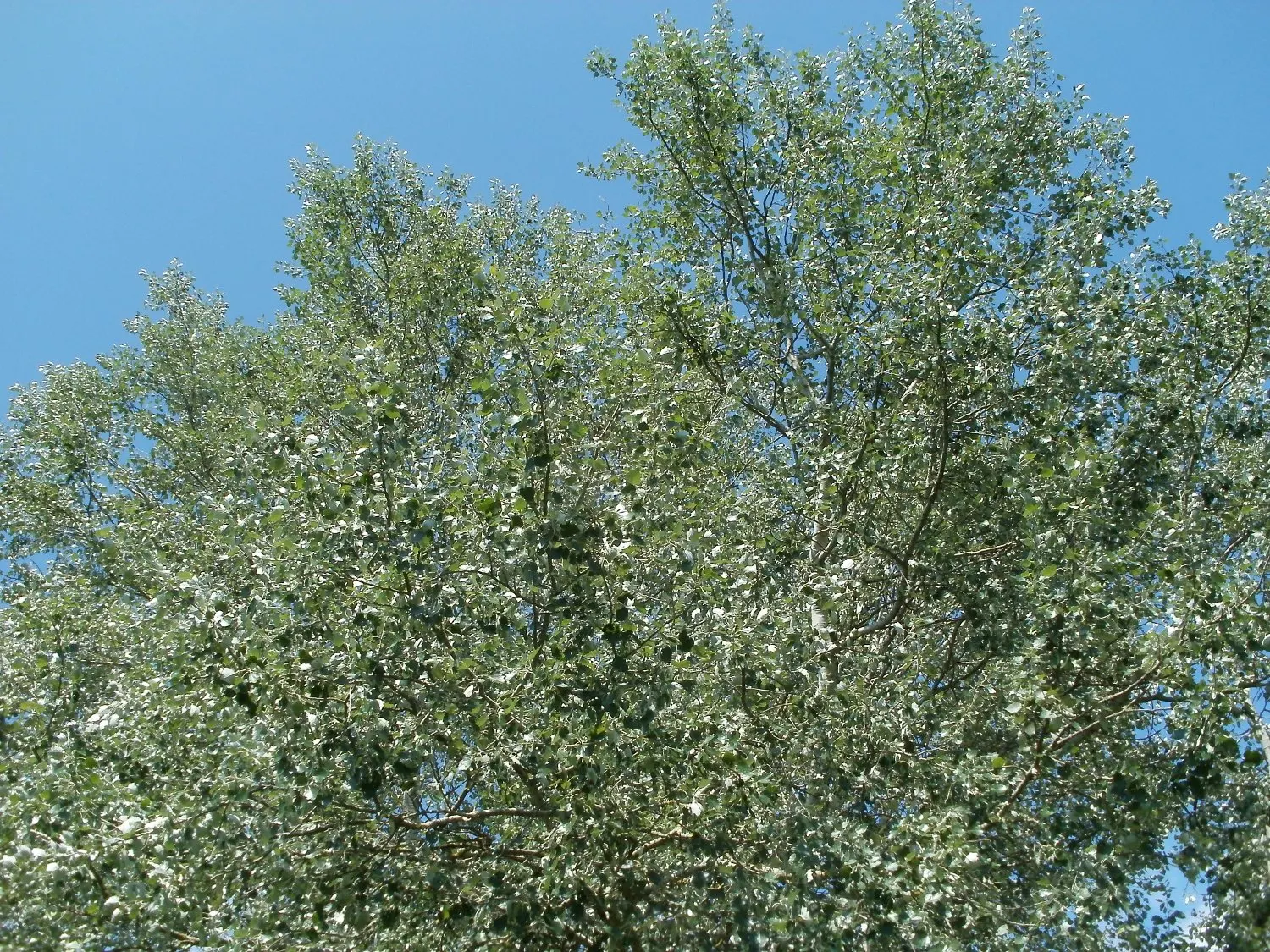 White Poplar (Populus Alba) — followed by cottony seeds that can spread over a large area