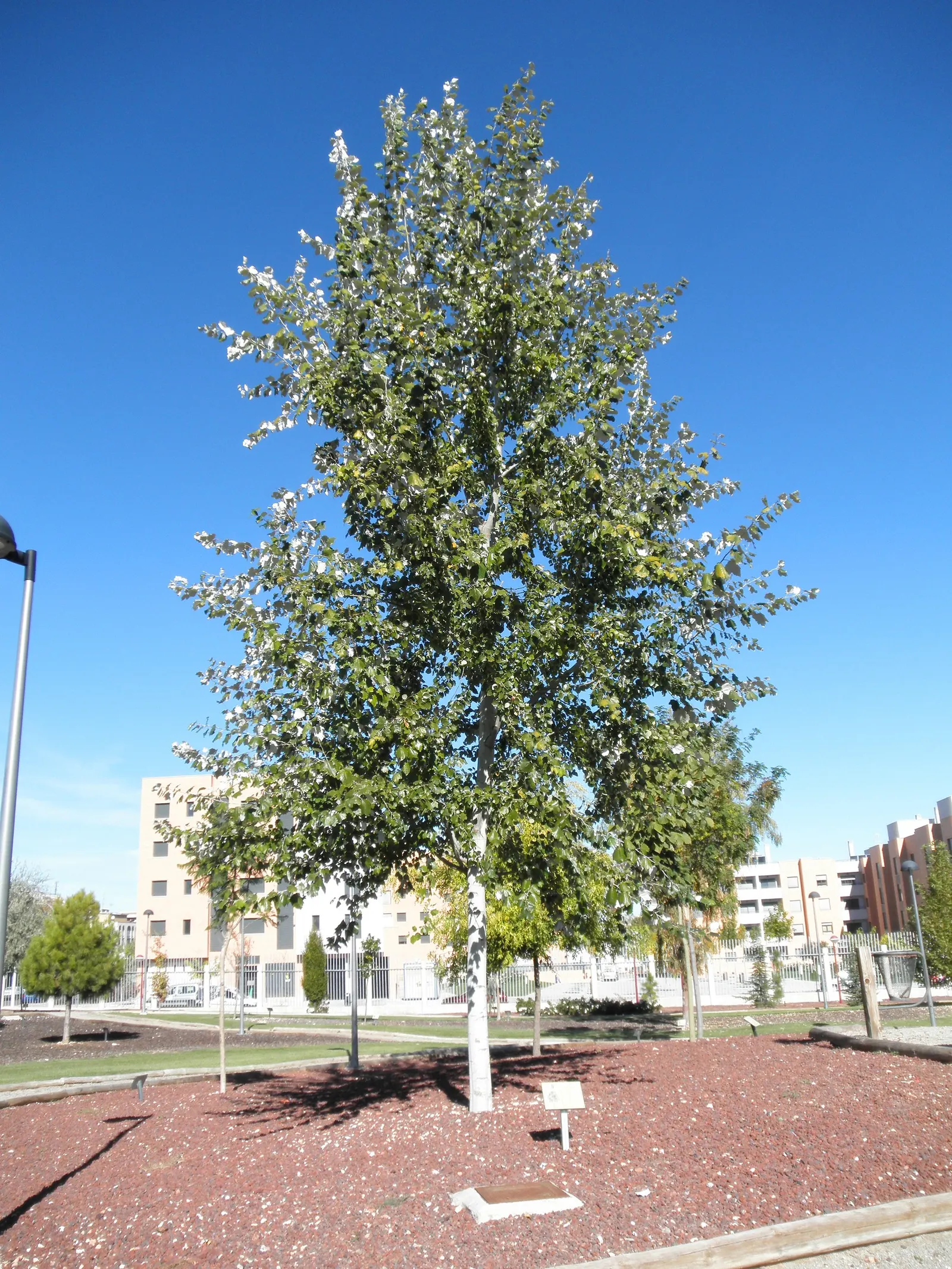 White Poplar (Populus Alba) — It features distinctive white-felted leaves and a broad, rounded canopy reaching heights of 40-70 feet
