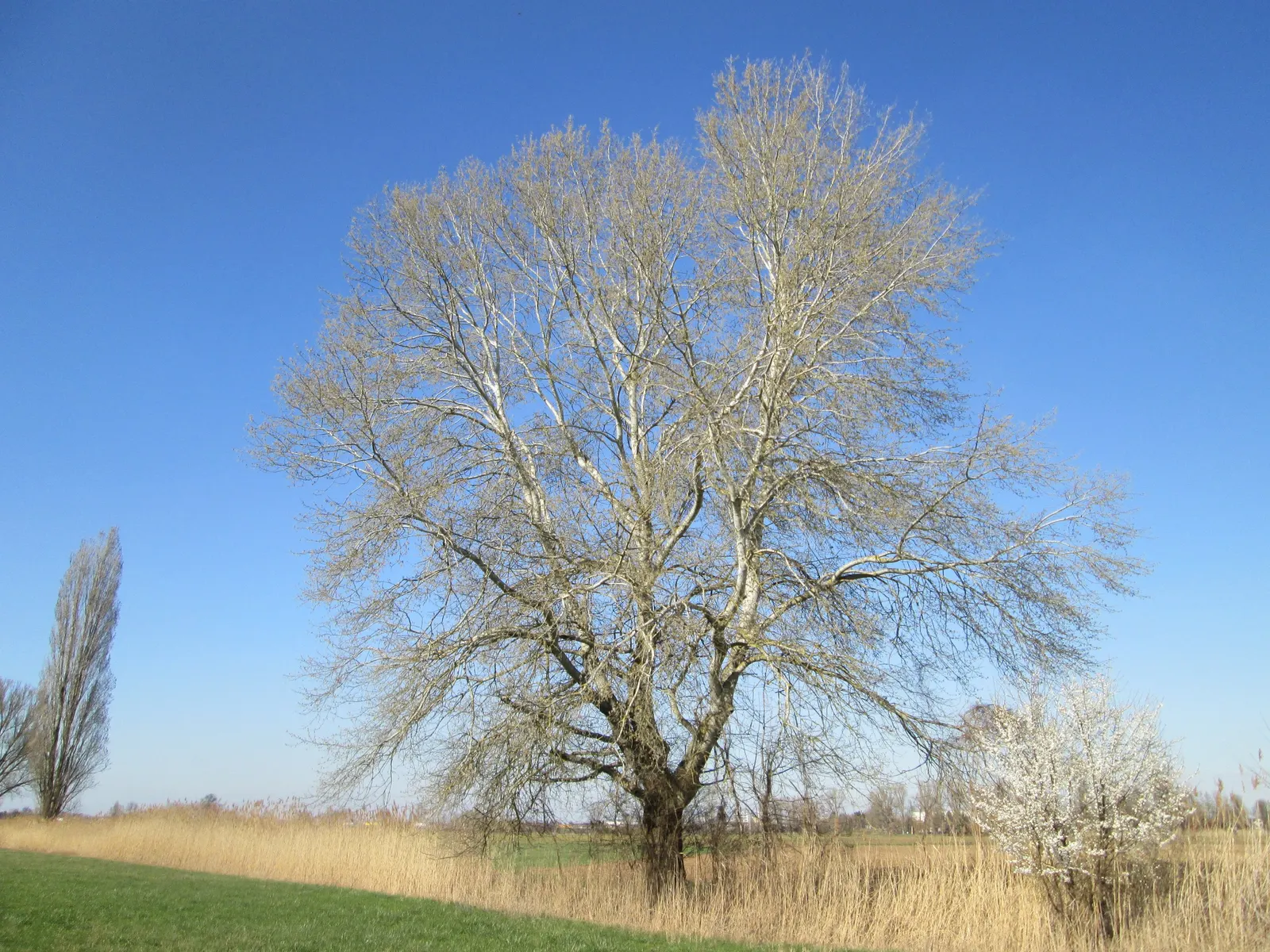 White Poplar (Populus Alba) — The White Poplar, or Populus alba, is a deciduous tree native to Eurasia