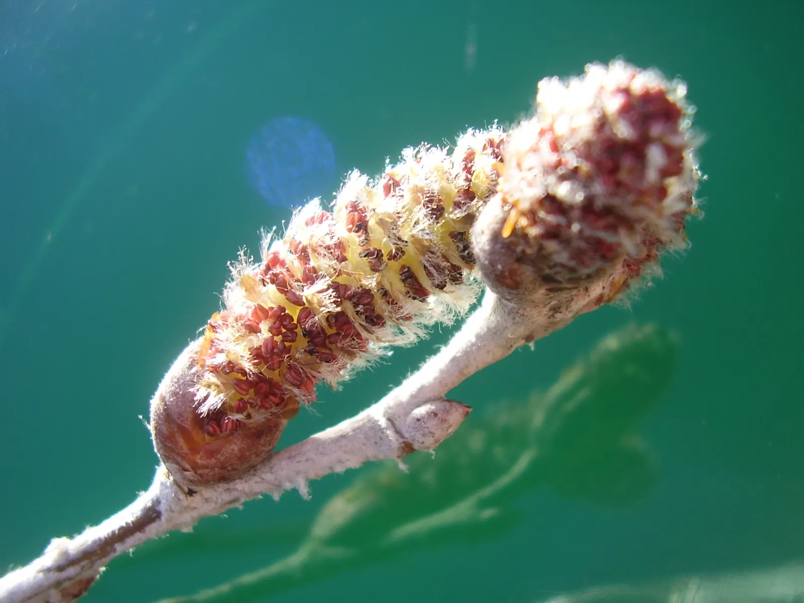 White Poplar (Populus Alba) — Its vigorous root system requires caution when planting near structures; it features distinctive white-felted leaves and a broad