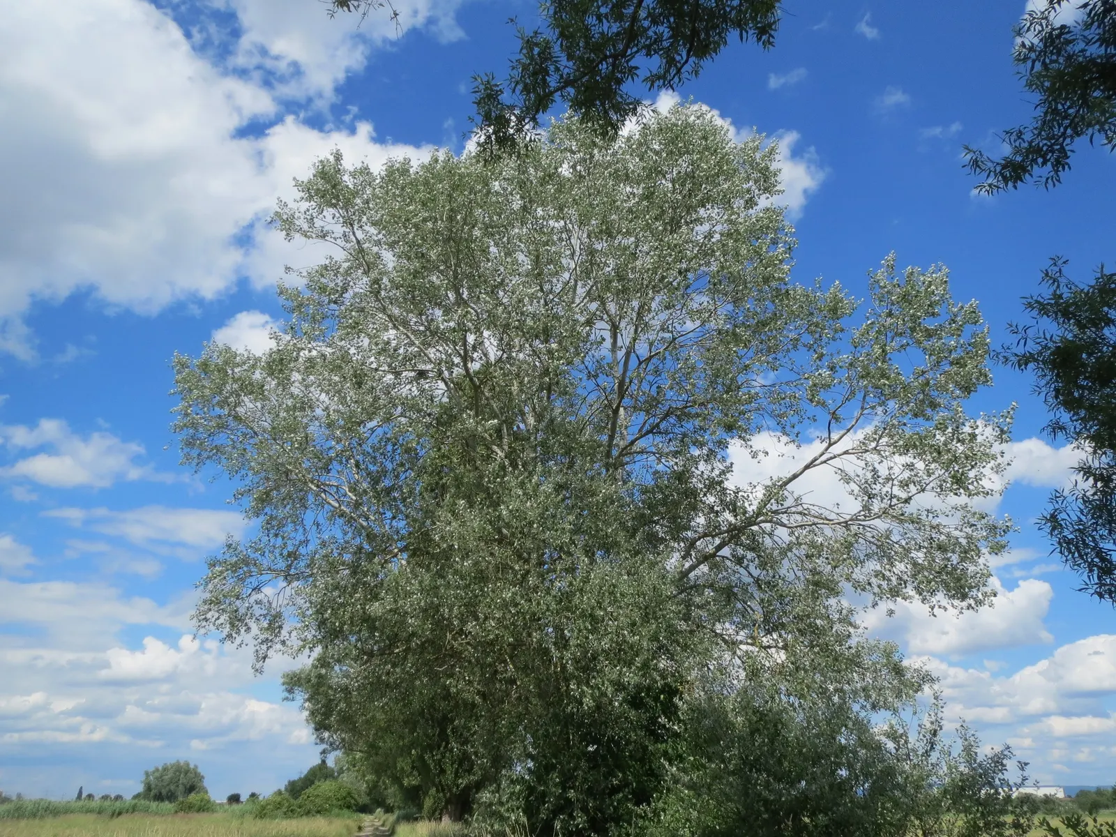 White Poplar (Populus Alba) — notable for its distinctive white-felted leaves and bark