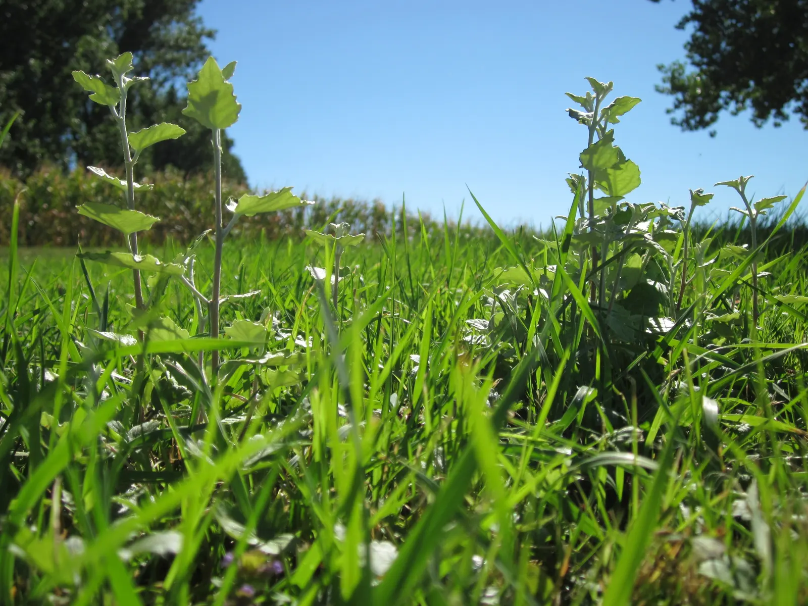 White Poplar (Populus Alba) — Adaptable to various soils, it thrives in full sun and can withstand drought conditions