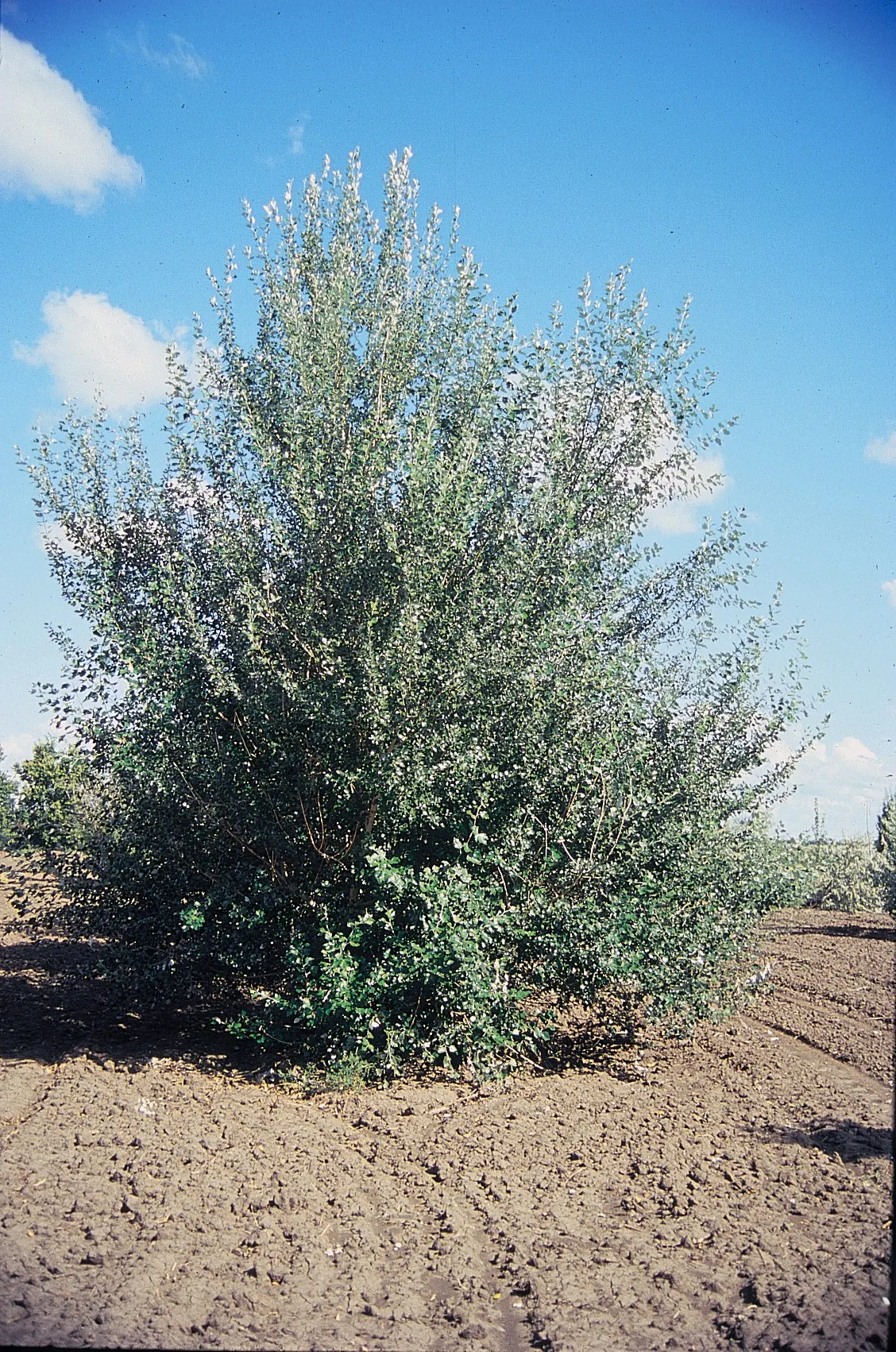 White Poplar (Populus Alba) — is a resilient and elegant deciduous tree; tree for full