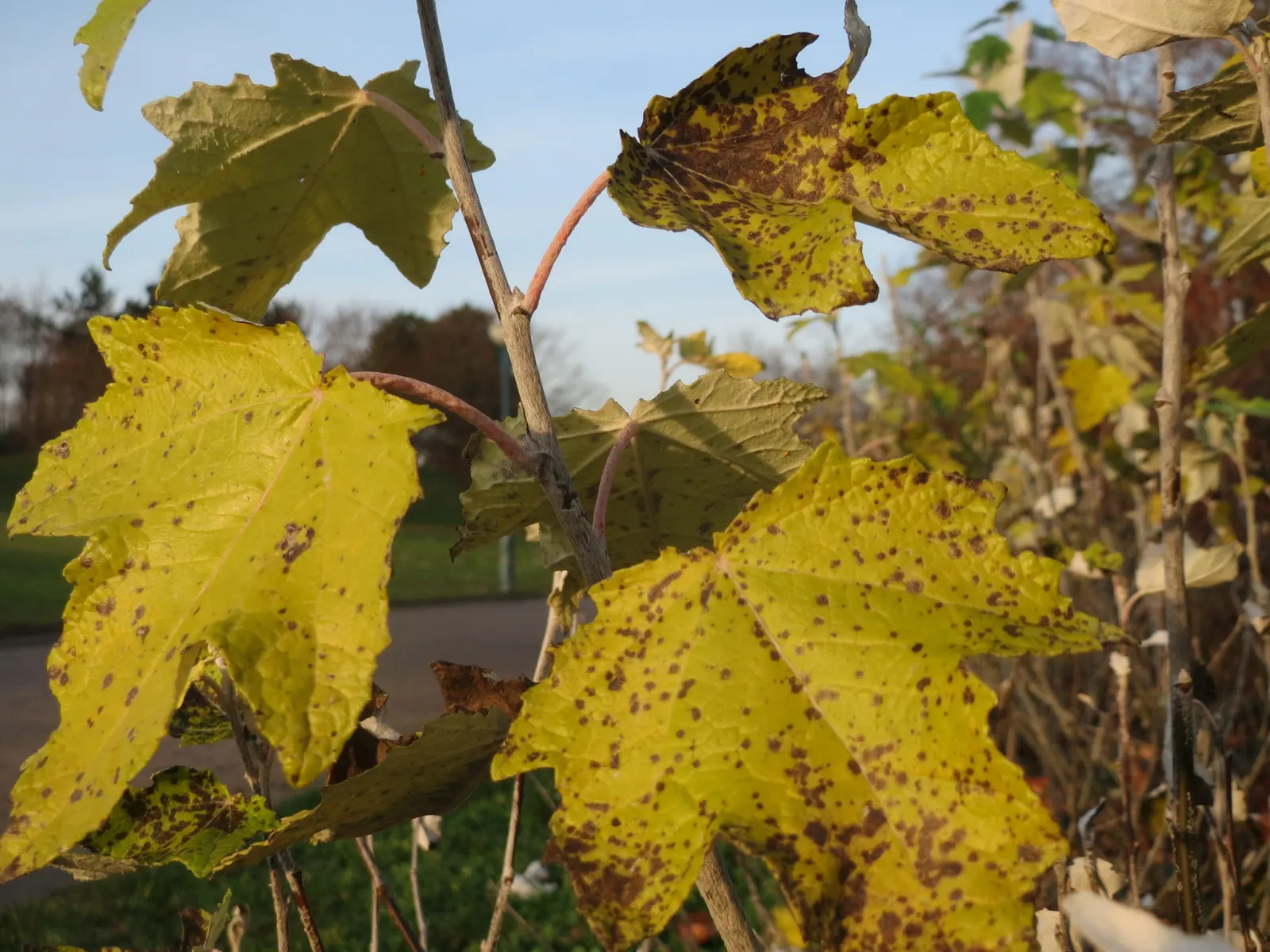 White Poplar (Populus Alba) — it creates a striking visual and provides substantial shade in landscape designs; so careful placement is critical.<br><br>In