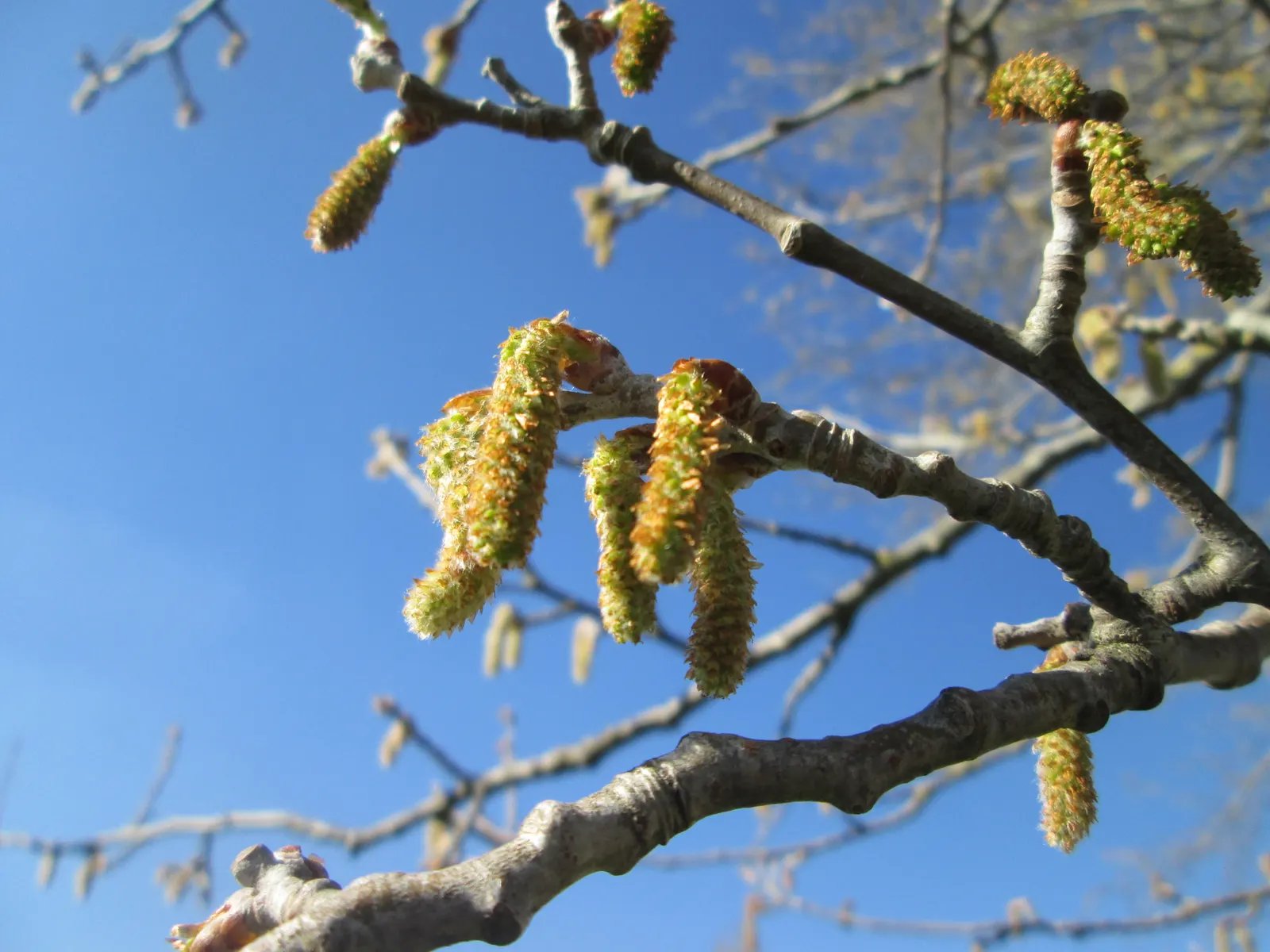 White Poplar (Populus Alba) — providing contrast and seasonal interest with its changing leaf colors and striking winter silhouette
