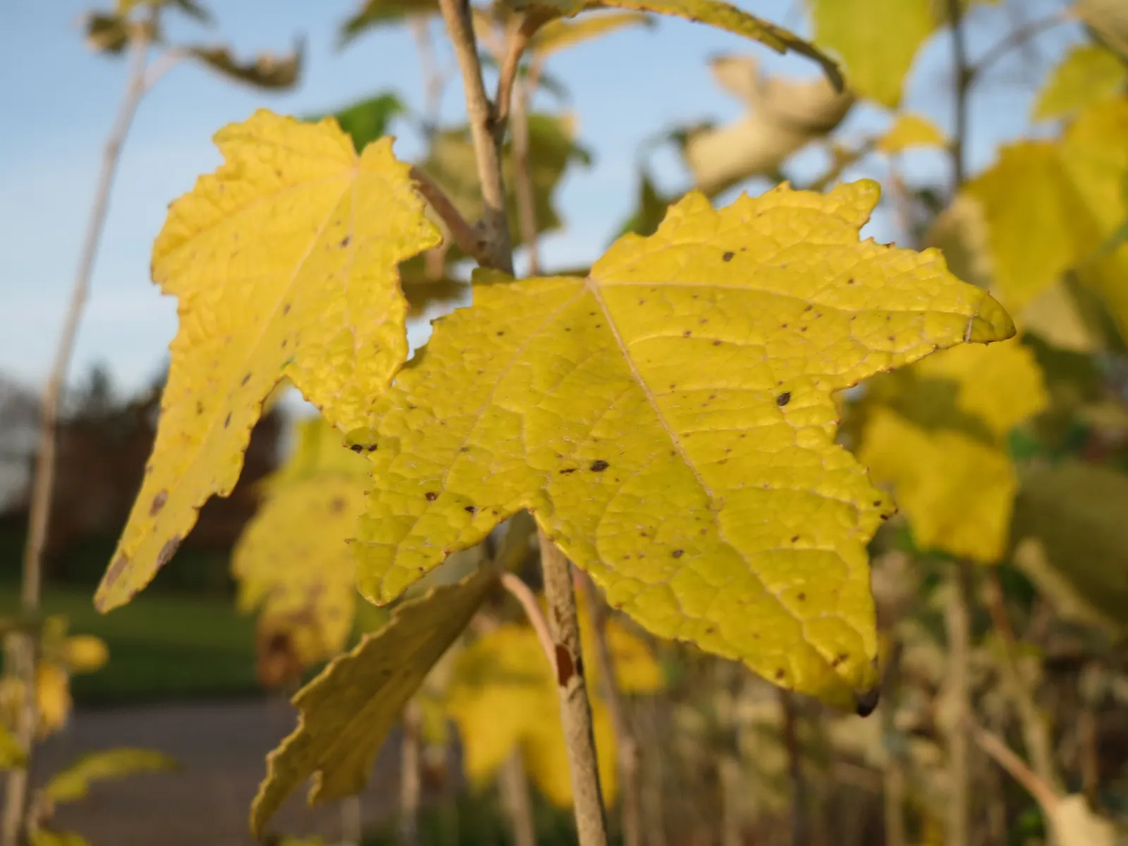 White Poplar (Populus Alba) — Full sun exposure is ideal for optimum growth, although it tolerates partial shade