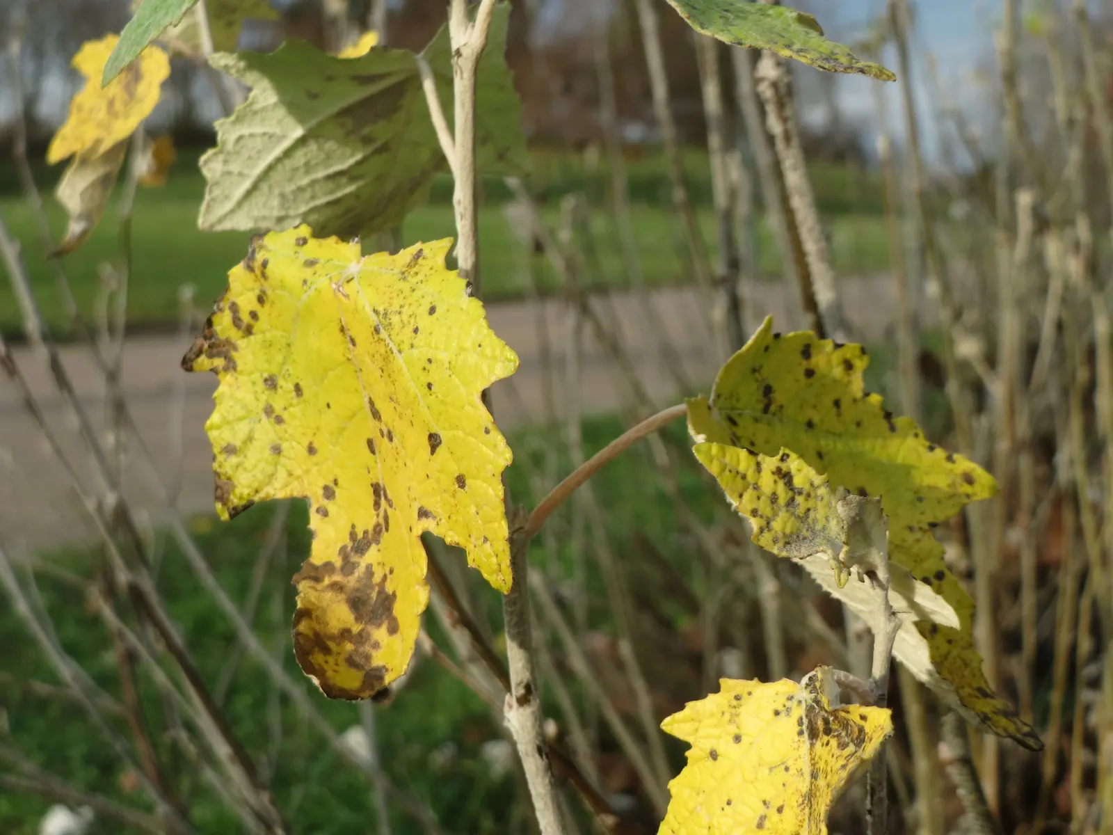 White Poplar (Populus Alba) — Gardeners should note its invasive root system; adaptable to various soils, it thrives in full sun and can withstand drought