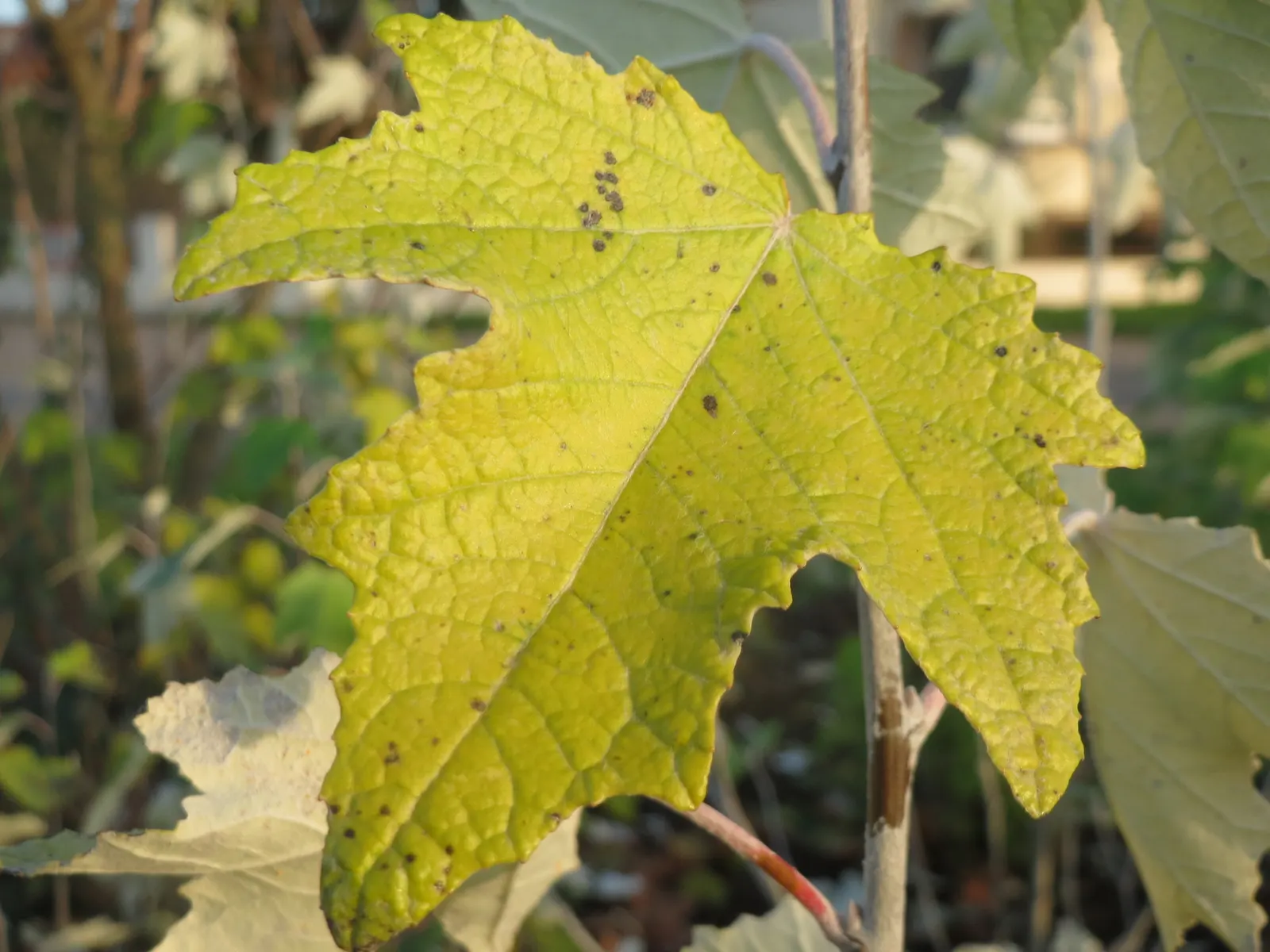White Poplar (Populus Alba) — Typically reaching heights of 40 to 70 feet with a spread of 40 to 50 feet; this tree is an ideal focal point for large spaces