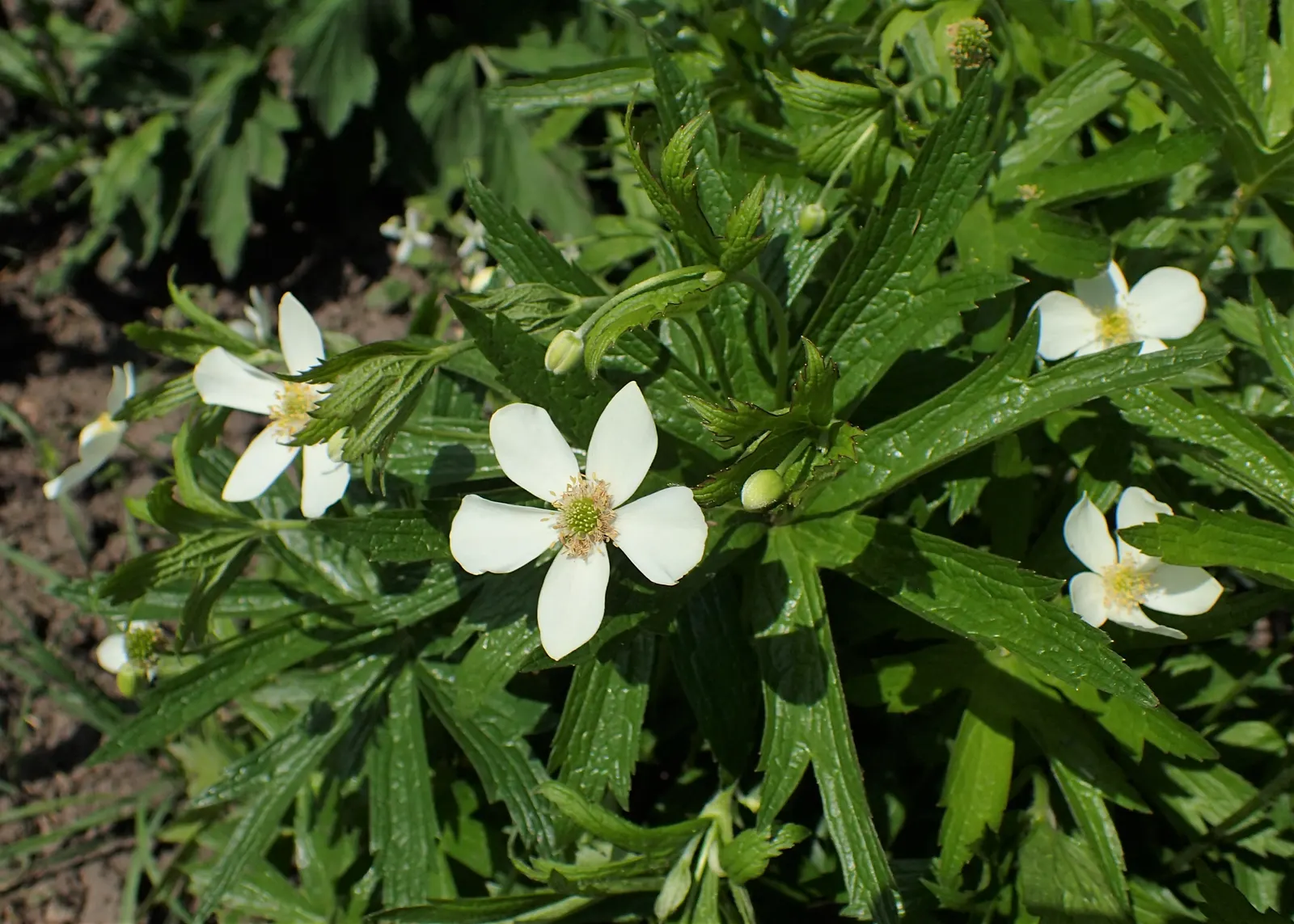Native Wind Flower (Anemone Canadensis) — the Native Wind Flower spans approximately 1 to 1.5 feet in height and flaunts a similar spread; lobed leaves that