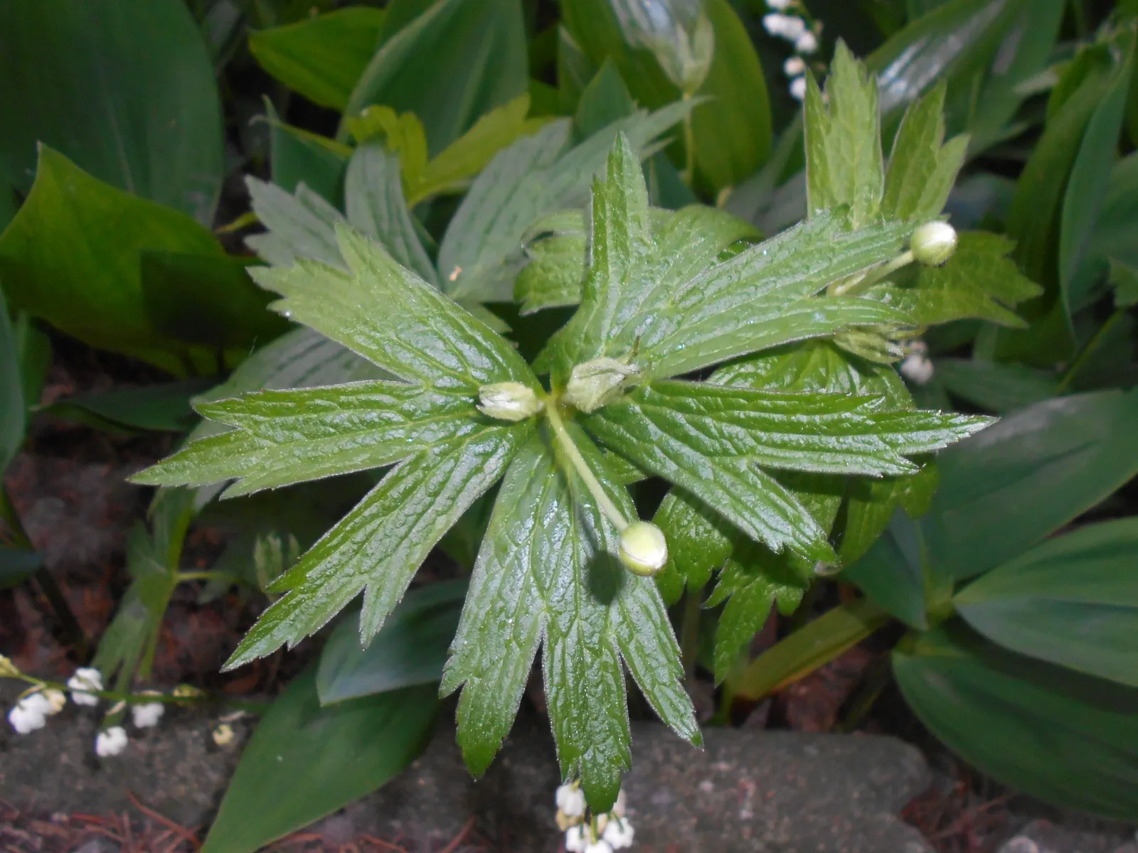 Native Wind Flower (Anemone Canadensis) — green leaves and striking white flowers with sunny yellow centers that bloom in late spring to early, image 146