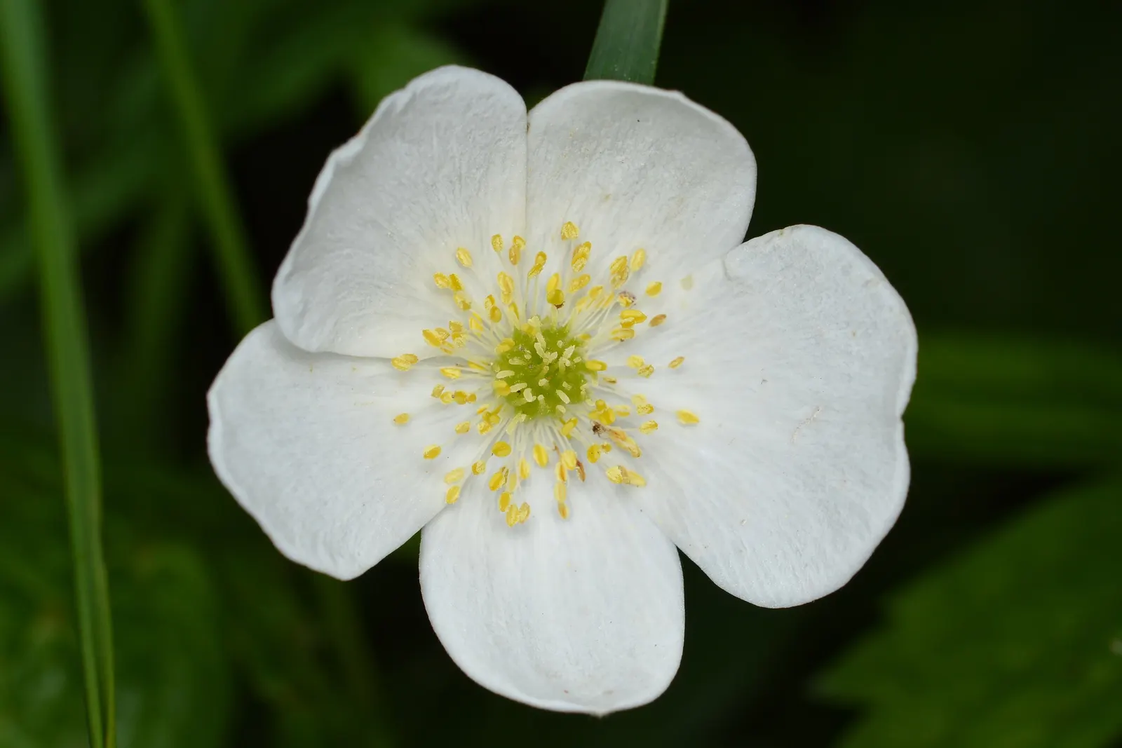 Native Wind Flower (Anemone Canadensis) — typically ranging between 1 and 2 feet; creating an eco-friendly and sustainable addition to their garden, image 82