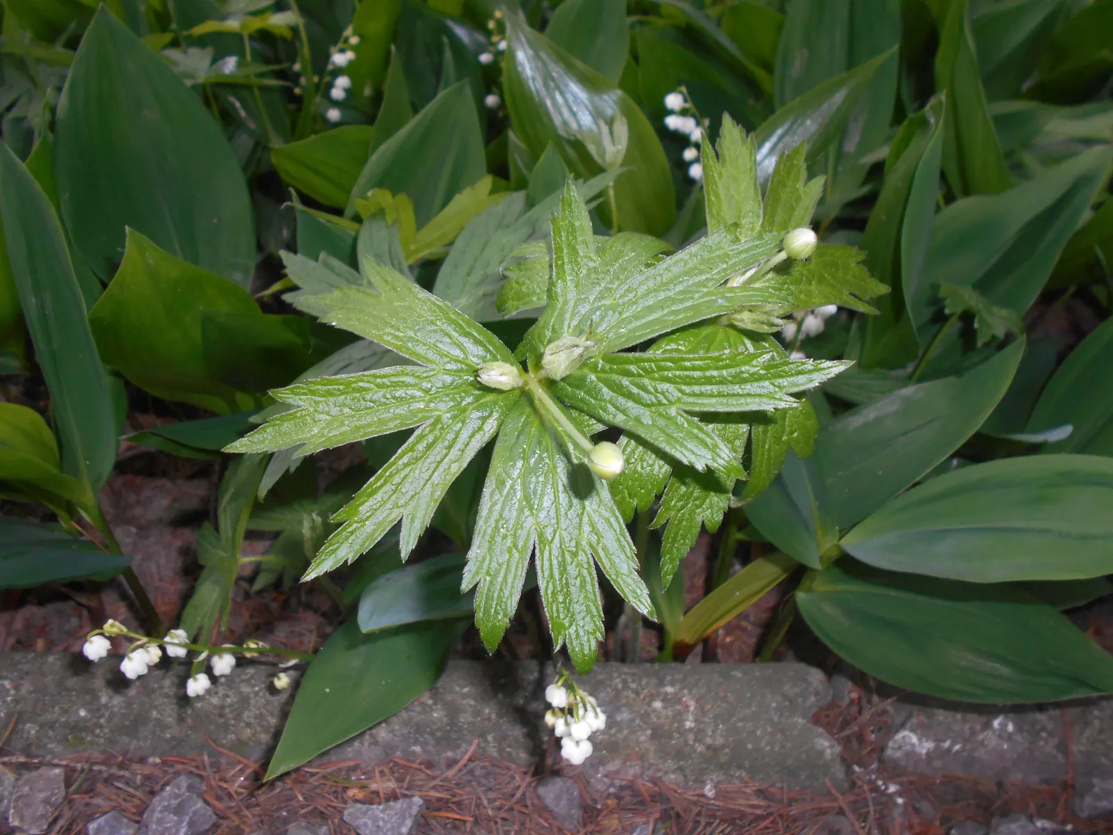 Native Wind Flower (Anemone Canadensis) — Thriving in USDA zones 3-8