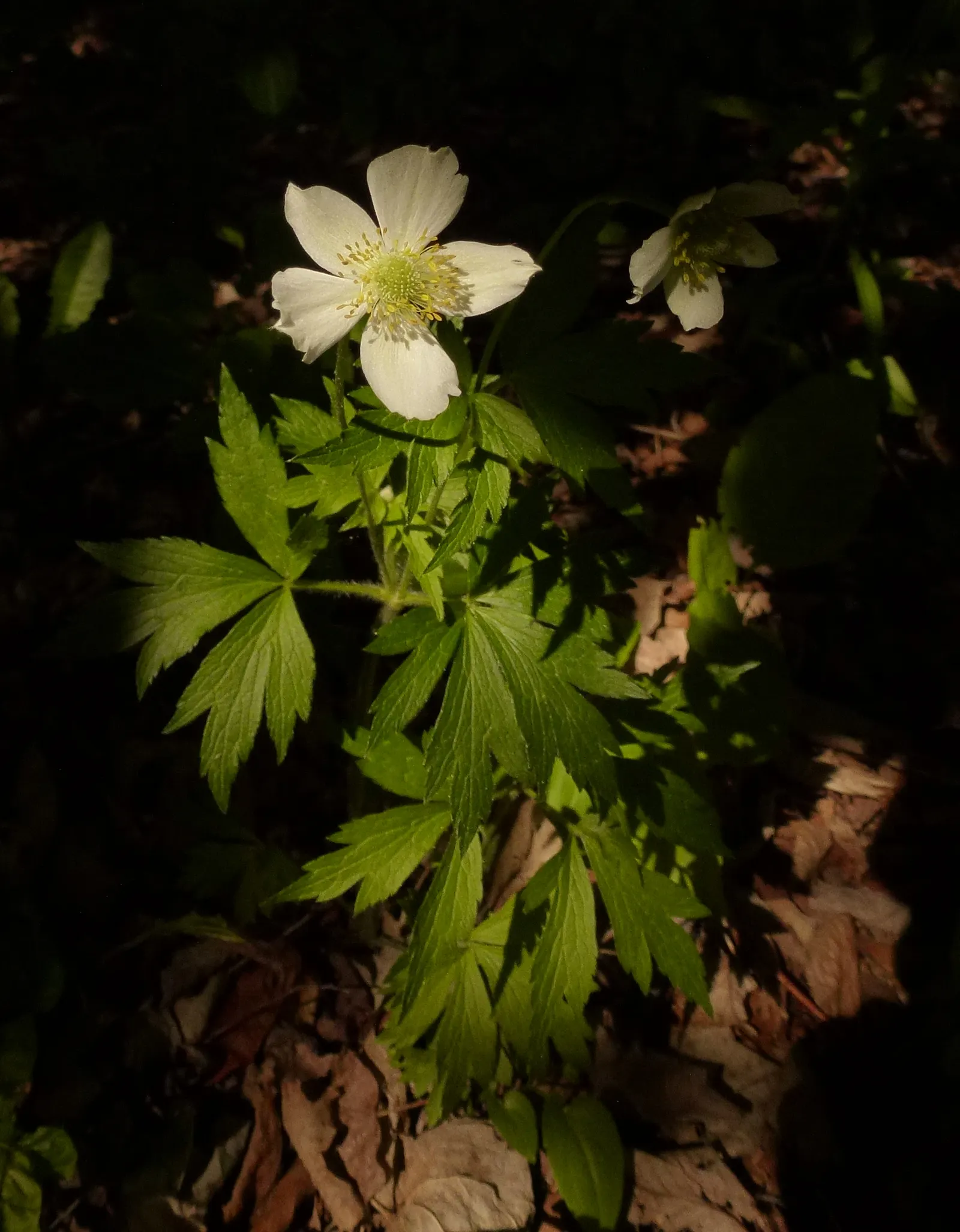 Native Wind Flower (Anemone Canadensis) — creating an eco-friendly and sustainable addition to their garden; typically ranging between 1 and 2 feet, image 115