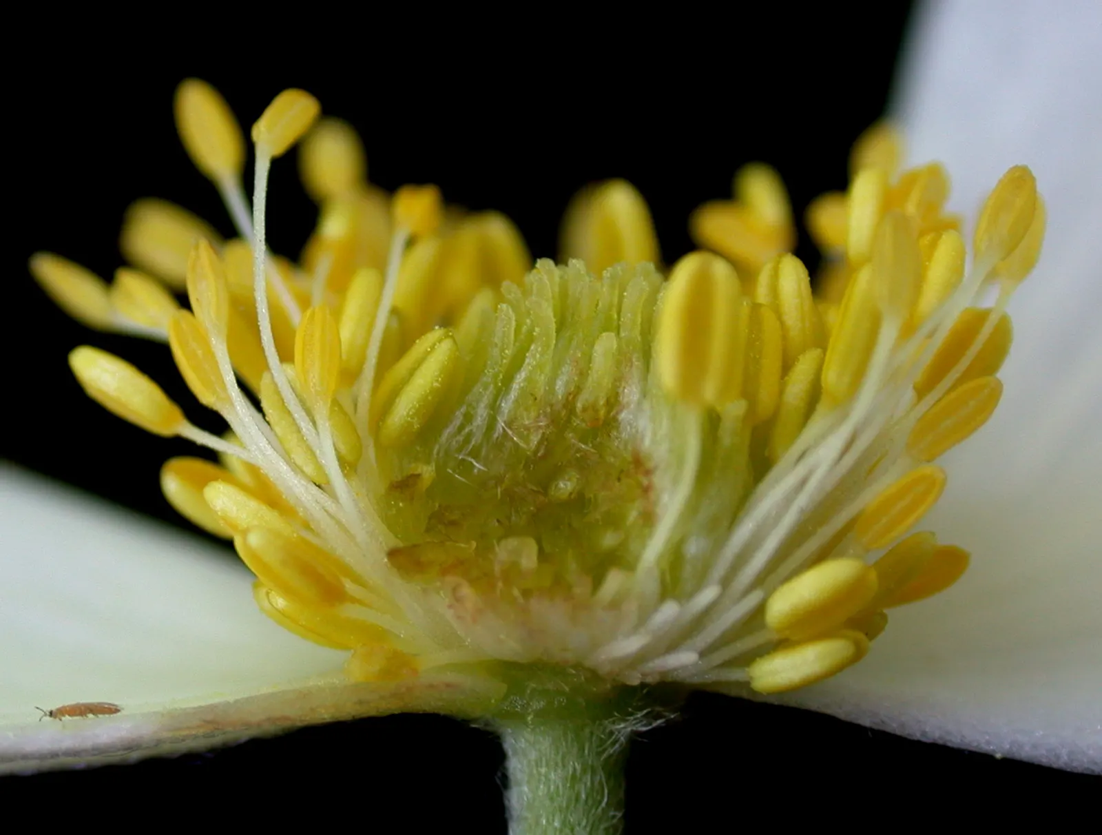 Native Wind Flower (Anemone Canadensis) — Ideal for borders, it provides ground cover and attracts pollinators; star-shaped, image 53