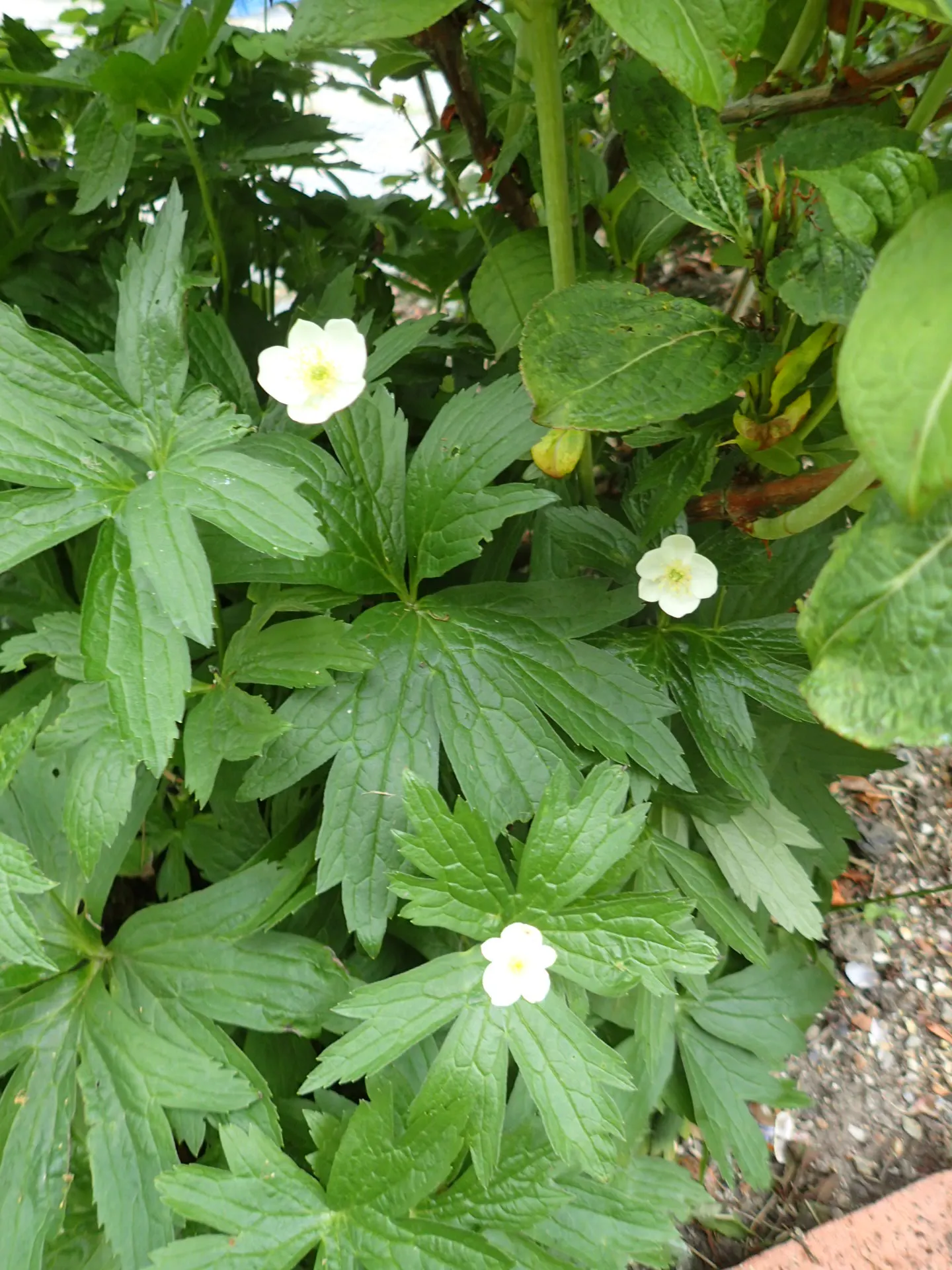 Native Wind Flower (Anemone Canadensis) — perennial with white blooms; blossoms reach about 1 to 2 inches in diameter, image 119