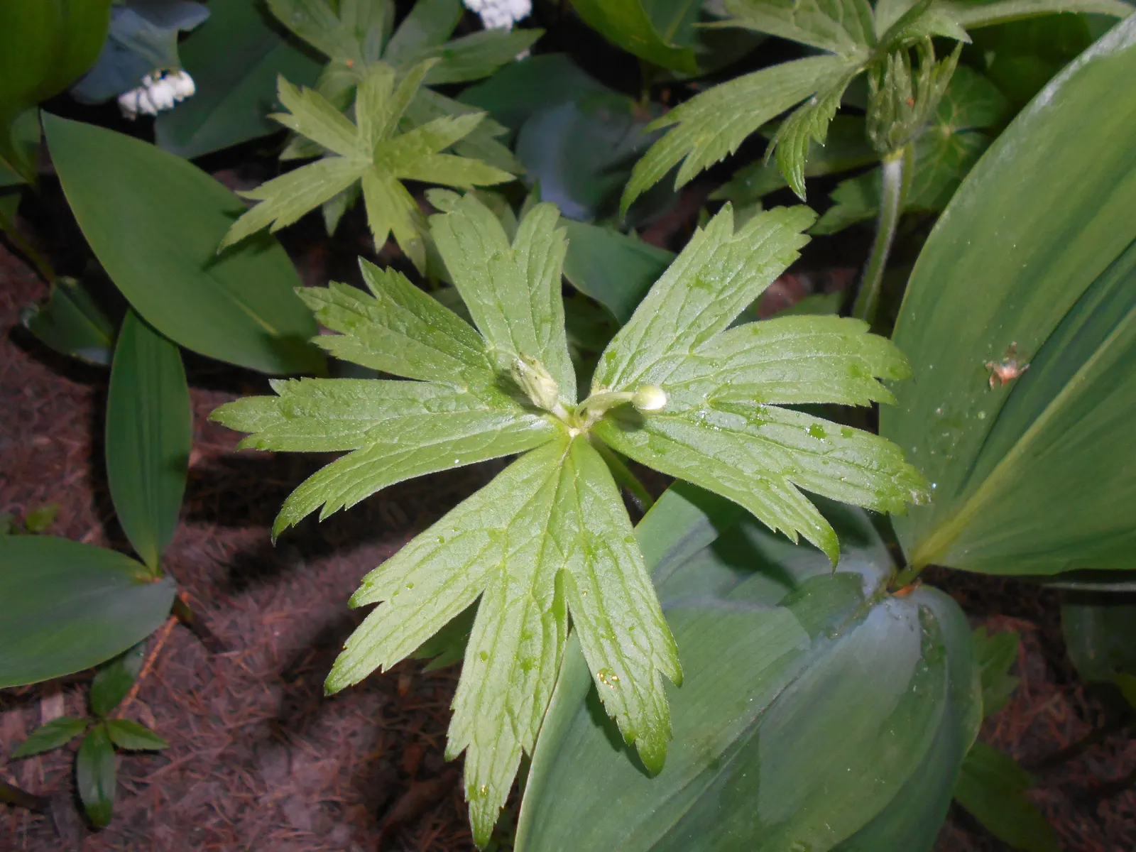 Native Wind Flower (Anemone Canadensis) — The plant exhibits deep green; green leaves and striking white flowers with sunny yellow centers that, image 155