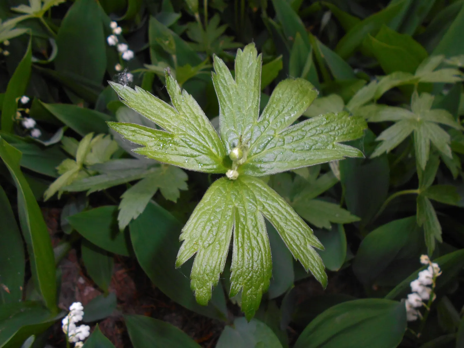 Native Wind Flower (Anemone Canadensis) — creating an eco-friendly and sustainable addition to their garden; typically ranging between 1 and 2 feet, image 91