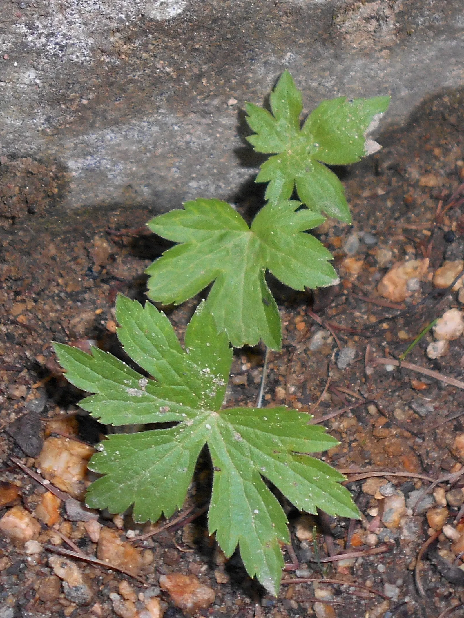 Native Wind Flower (Anemone Canadensis) — white flowers in the garden; presents a delightful charm to any garden with its simplistic yet alluring, image 142