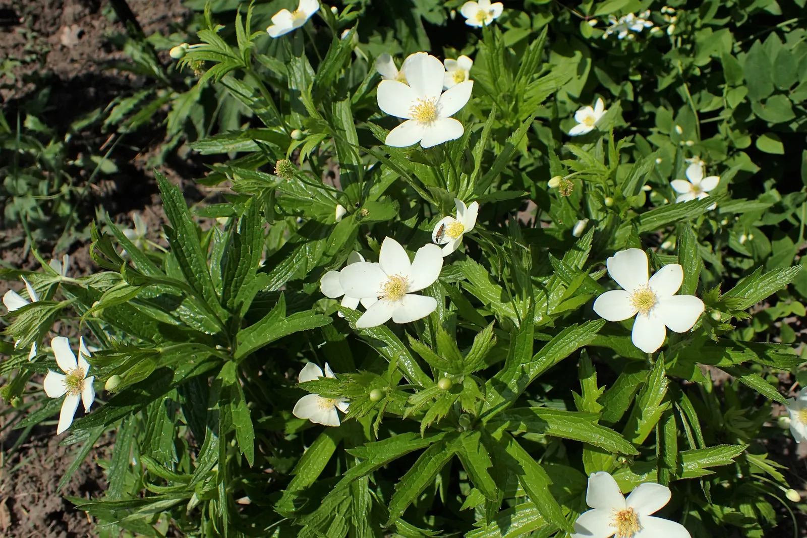 Native Wind Flower (Anemone Canadensis) — commonly known as the Canadian or Native Wind Flower; with delicate yellow stamens at their, image 54
