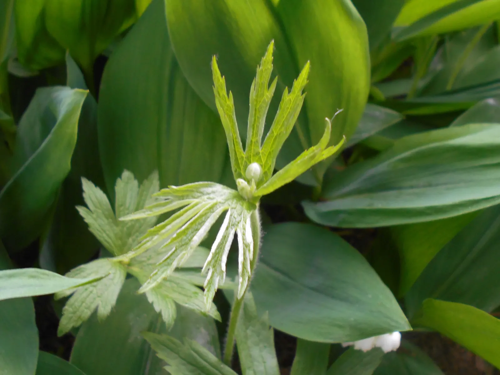 Native Wind Flower (Anemone Canadensis) — The plant exhibits deep green; green leaves and striking white flowers with sunny yellow centers that, image 107