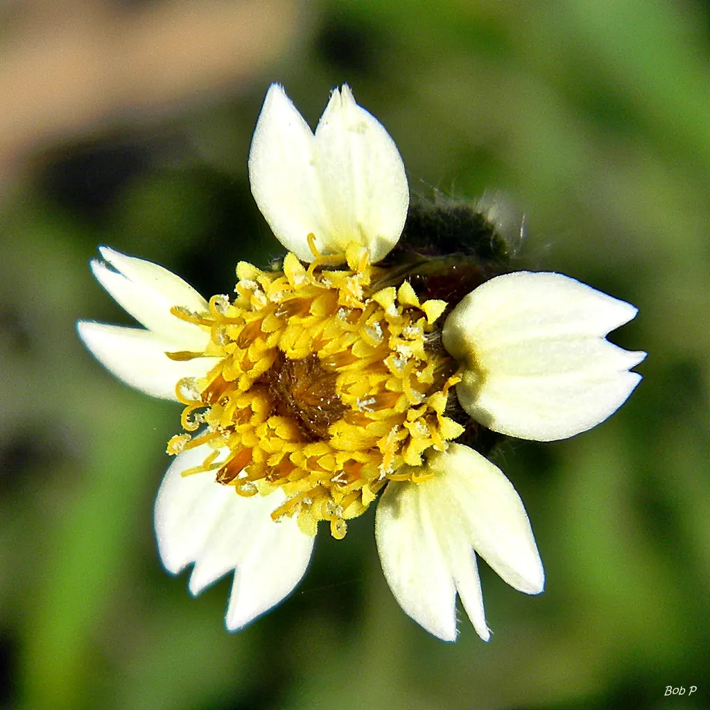 Native Wind Flower (Anemone Canadensis) — making it suitable for naturalized areas; thriving in USDA zones 3-8, image 138
