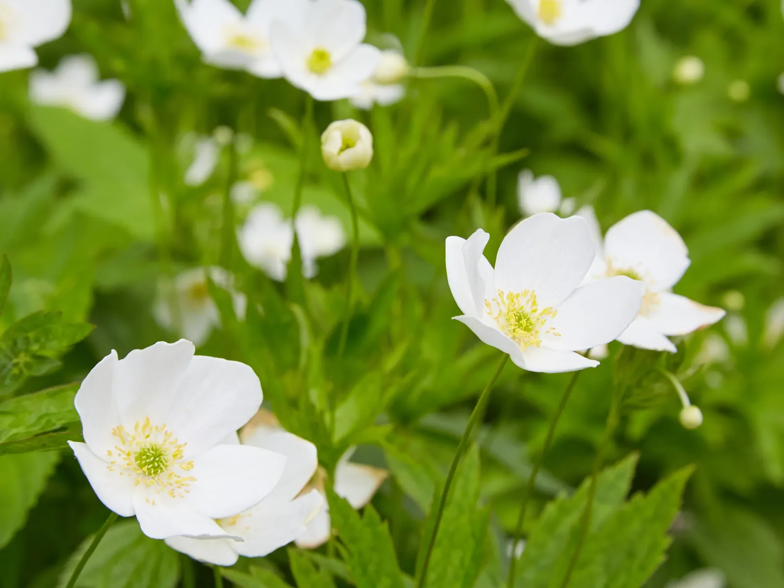 Native Wind Flower (Anemone Canadensis) — Blossoms reach about 1 to 2 inches in diameter; perennial with white blooms, image 110
