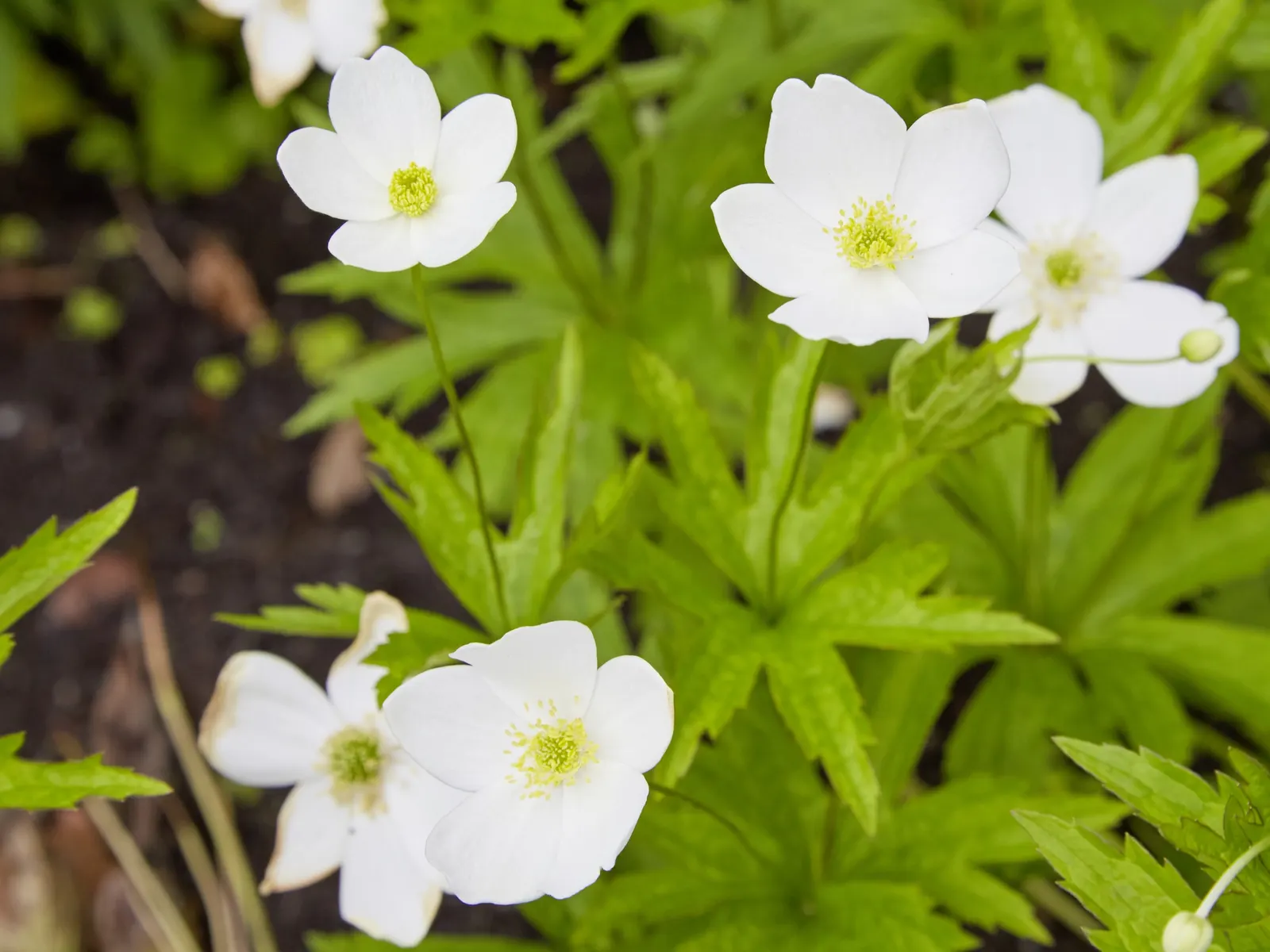 Native Wind Flower (Anemone Canadensis) — presents a delightful charm to any garden with its simplistic yet alluring demeanor; white flowers in the, image 127