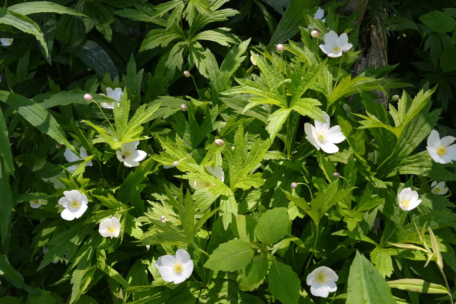 Native Wind Flower (Anemone Canadensis) — perennial with white blooms; blossoms reach about 1 to 2 inches in diameter, image 95