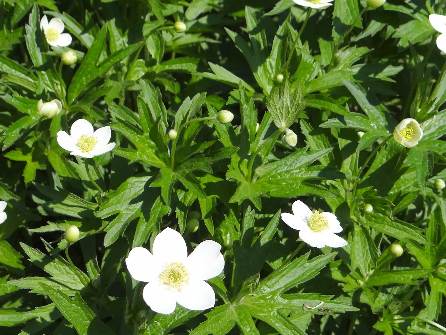 Native Wind Flower (Anemone Canadensis) — perennial for full or half; seamlessly blending beauty with practicality, image 96