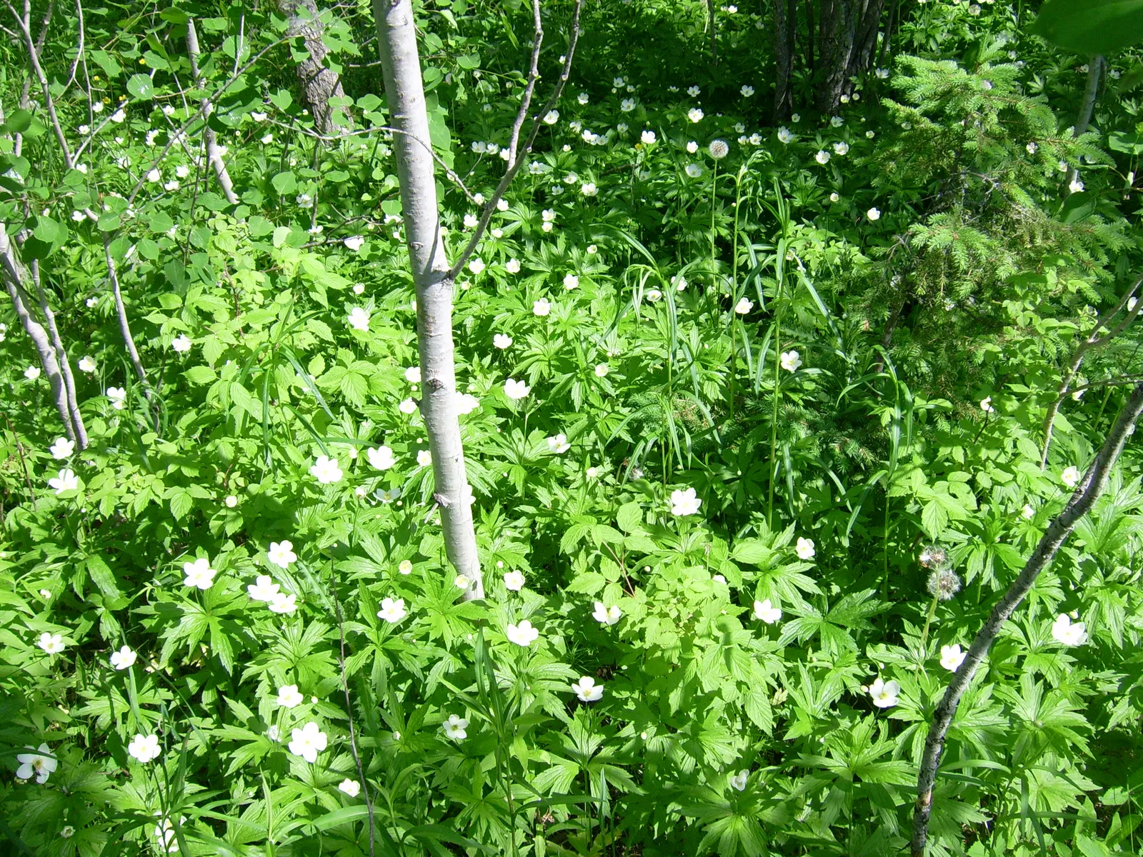 Native Wind Flower (Anemone Canadensis) — Thriving in USDA zones 3-8; making it suitable for naturalized areas, image 147