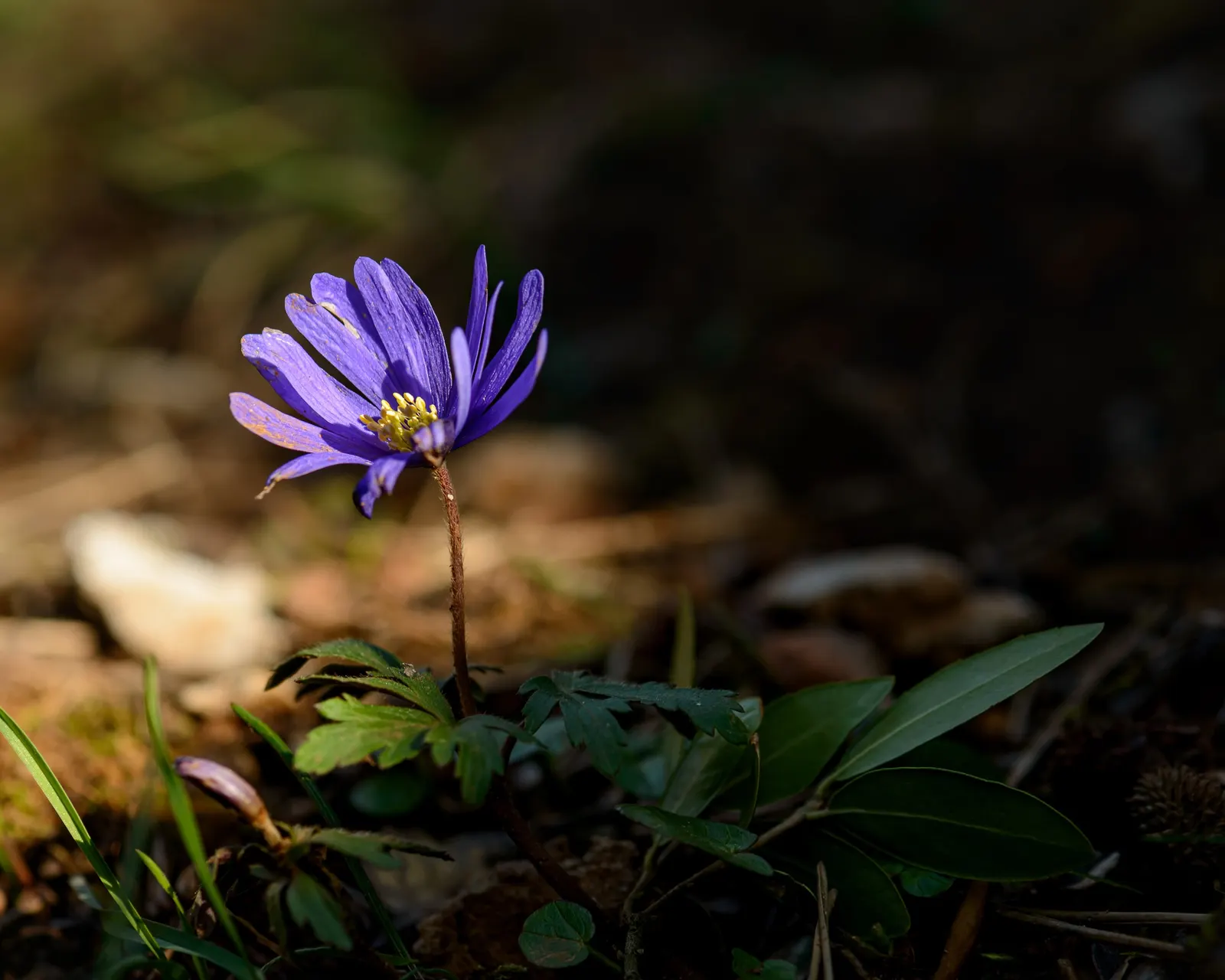Native Wind Flower (Anemone Canadensis) — It's a low-maintenance option that offers great aesthetic appeal and ecological benefits