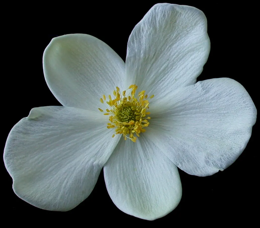 Native Wind Flower (Anemone Canadensis) — Blossoms reach about 1 to 2 inches in diameter; perennial with white blooms, image 62