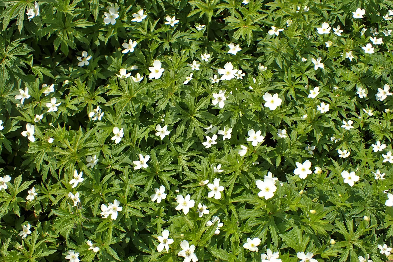 Native Wind Flower (Anemone Canadensis) — The plant can spread quite vigorously through rhizomatous growth