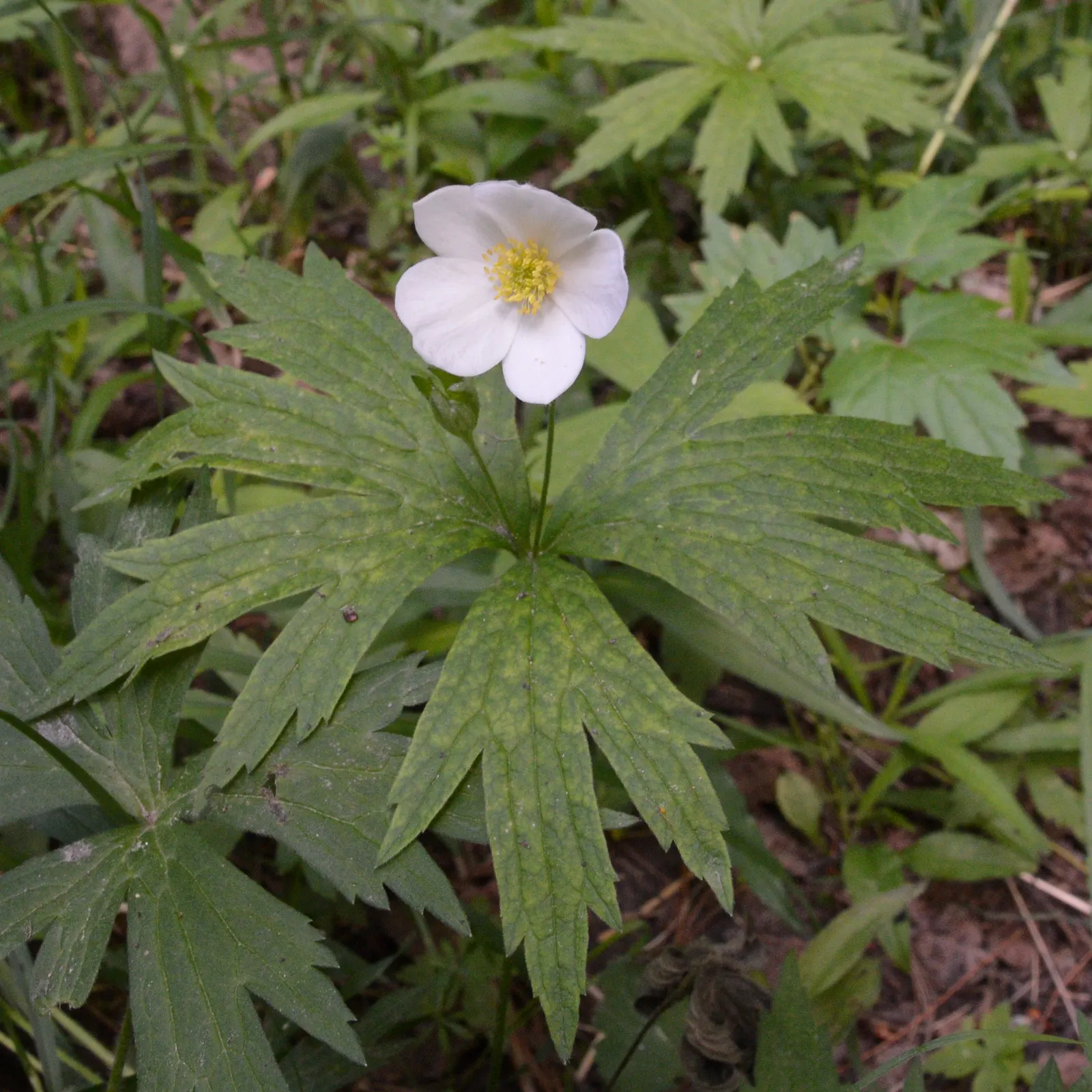 Native Wind Flower (Anemone Canadensis) — green leaves and striking white flowers with sunny yellow centers that bloom in late spring to early, image 98