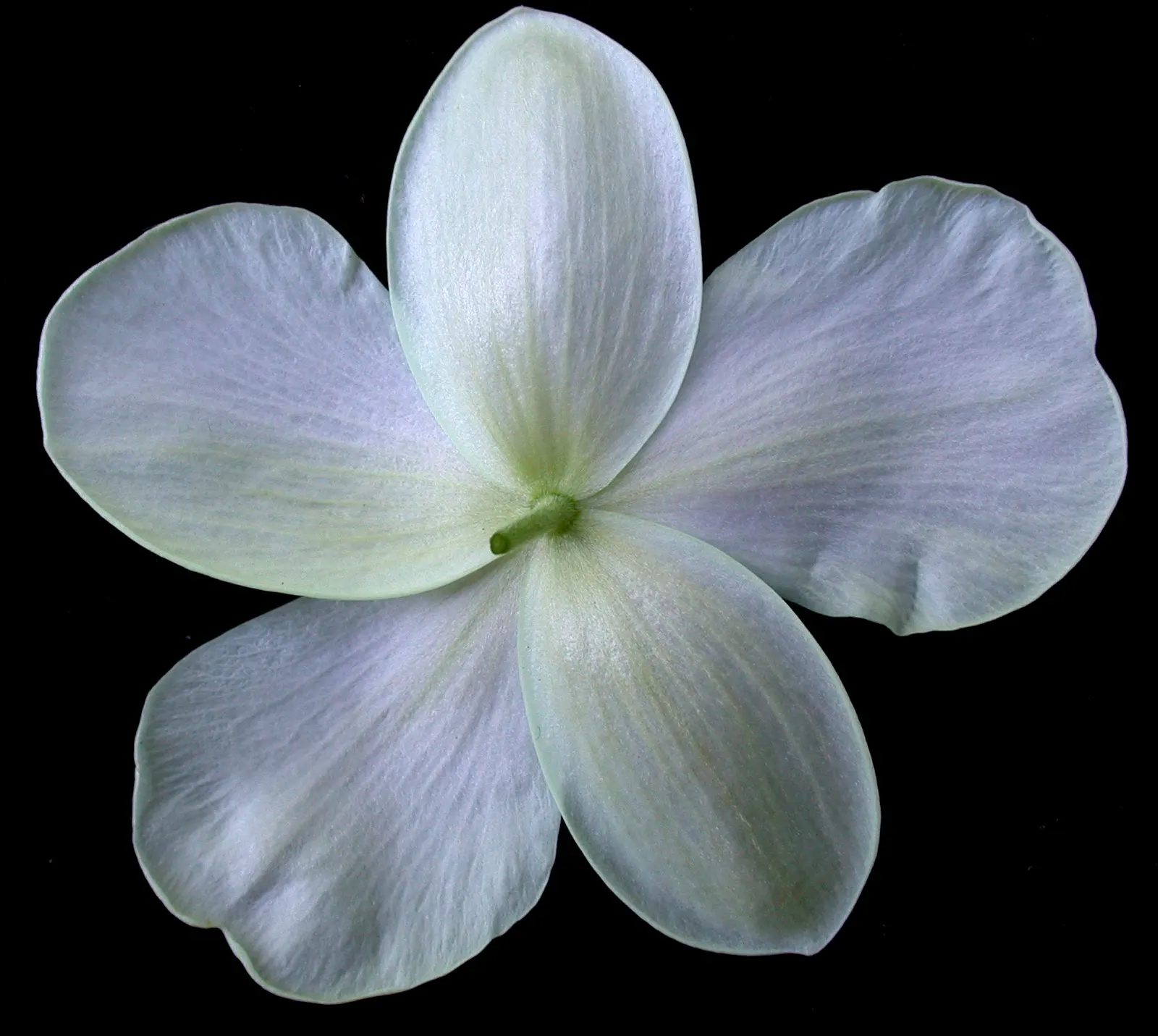 Native Wind Flower (Anemone Canadensis) — white flowers in the garden