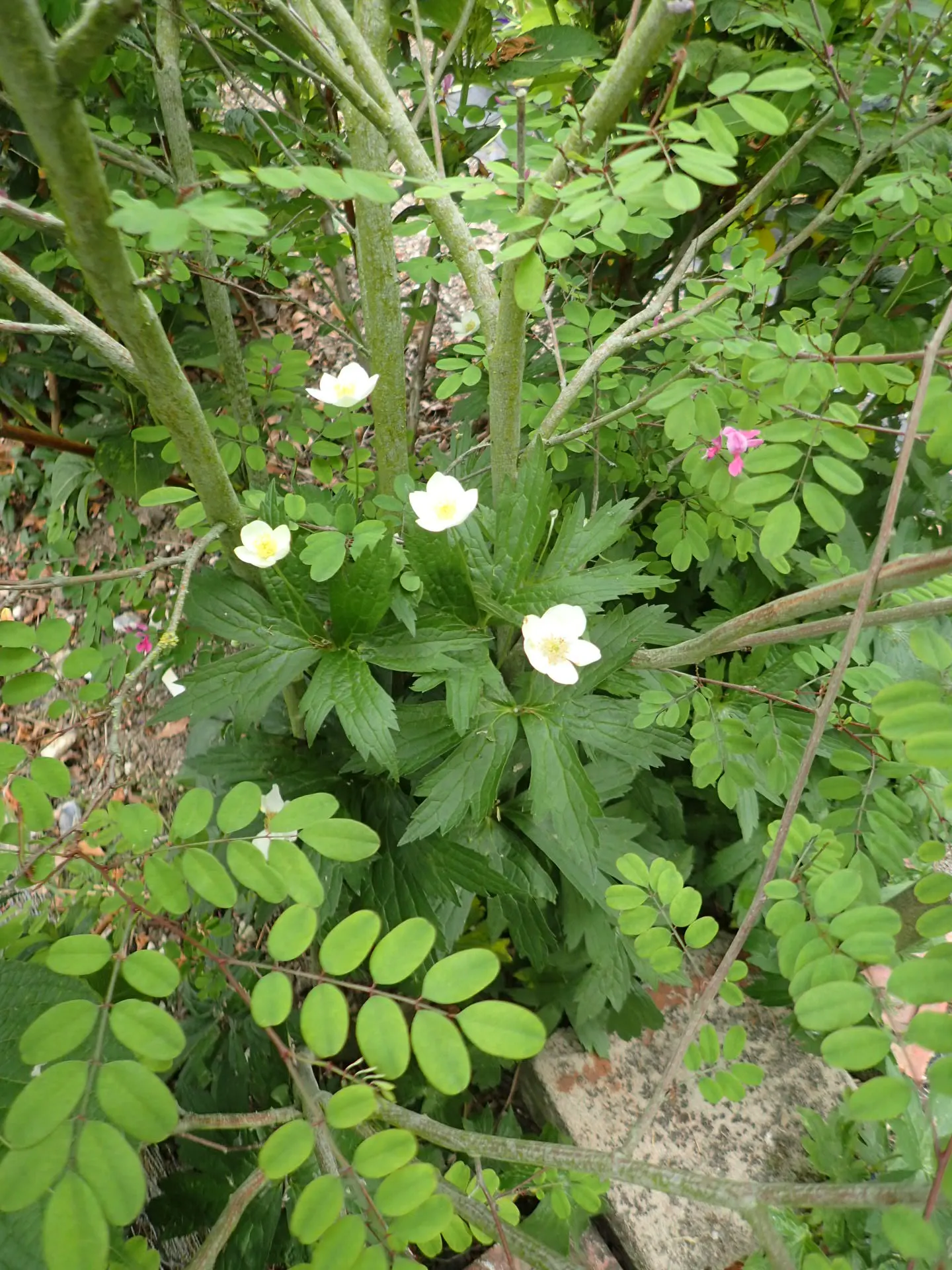 Native Wind Flower (Anemone Canadensis) — which appear from late spring to early summer; it is hardy in USDA zones 3 through 8, exhibiting notable, image 61