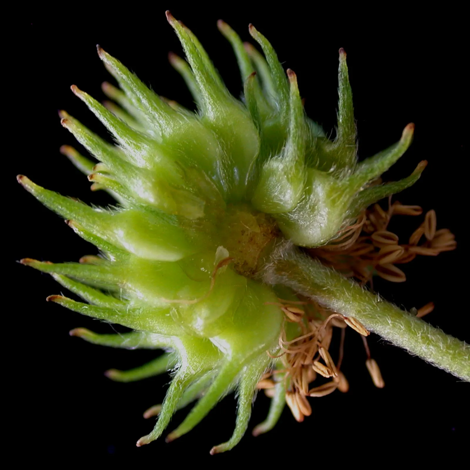 Native Wind Flower (Anemone Canadensis) — lobed leaves that provide a verdant backdrop for the crisp white blossoms; the Native Wind Flower spans approximately