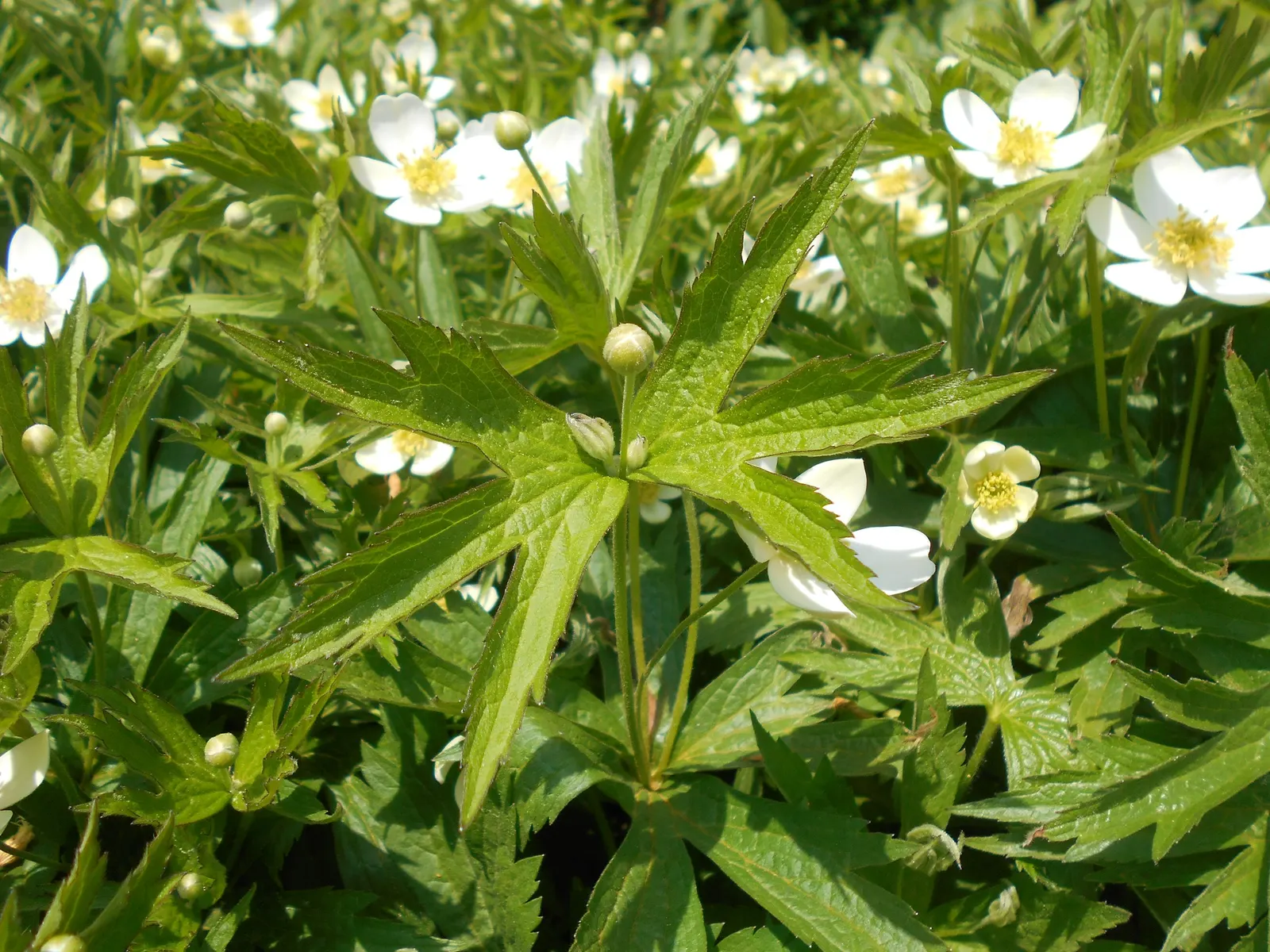 Native Wind Flower (Anemone Canadensis) — with delicate yellow stamens at their center.<br><br>For the landscape designer; commonly known as the, image 111