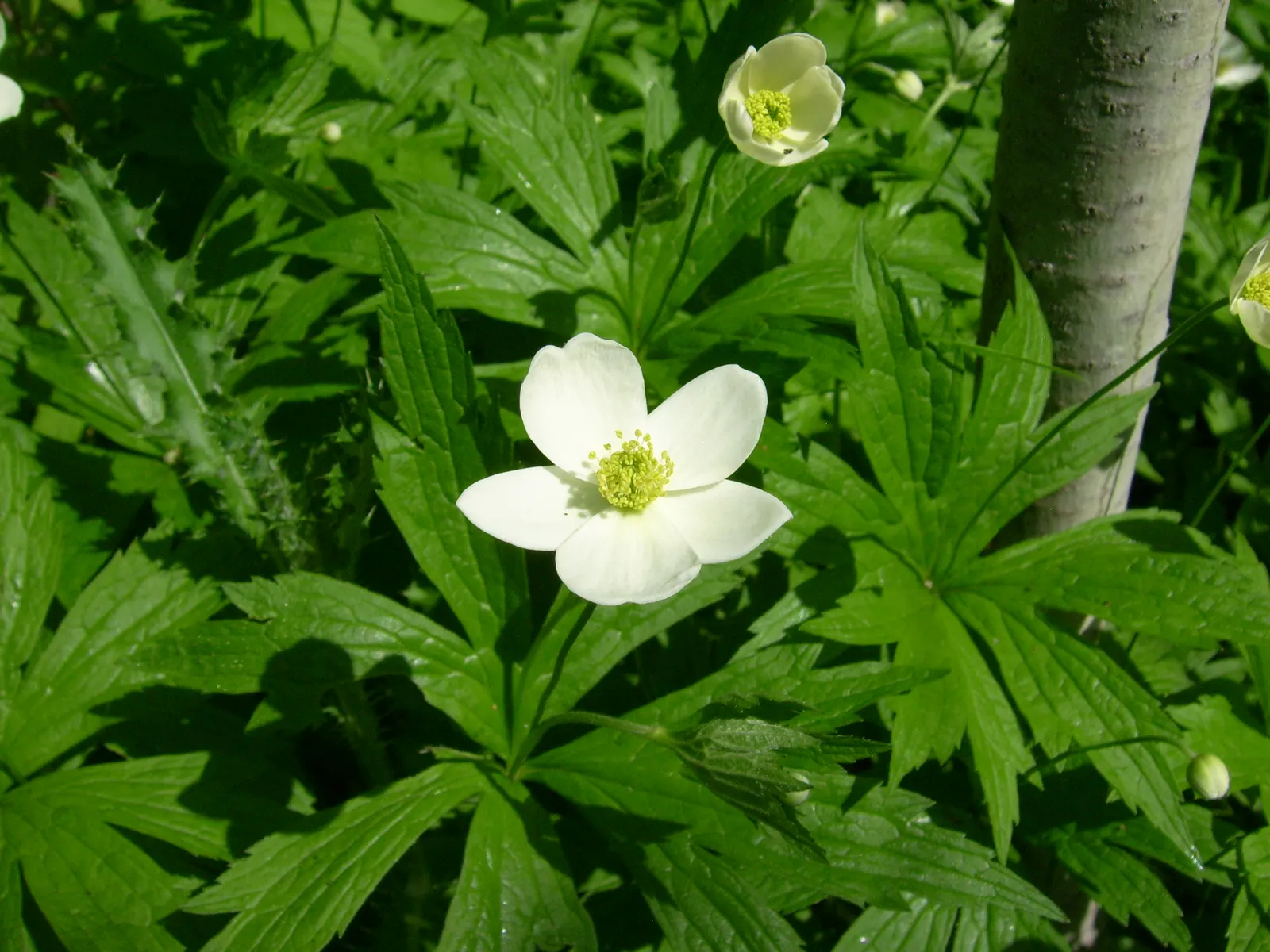 Native Wind Flower (Anemone Canadensis) — making it suitable for naturalized areas; thriving in USDA zones 3-8, image 162