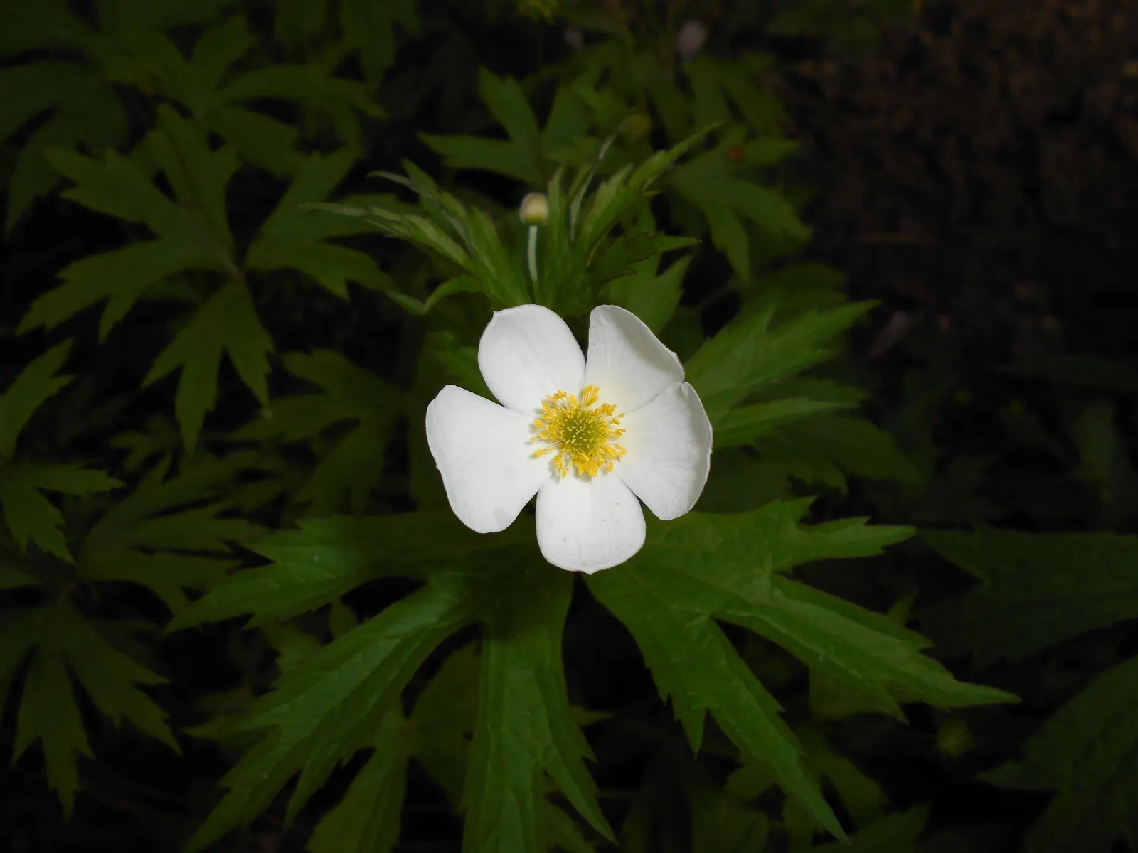 Native Wind Flower (Anemone Canadensis) — perennial with white blooms; blossoms reach about 1 to 2 inches in diameter