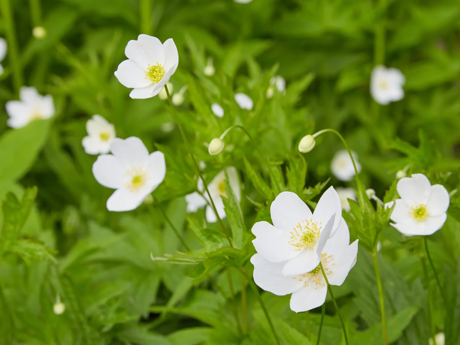 Native Wind Flower (Anemone Canadensis) — perennial for full or half; seamlessly blending beauty with practicality, image 72