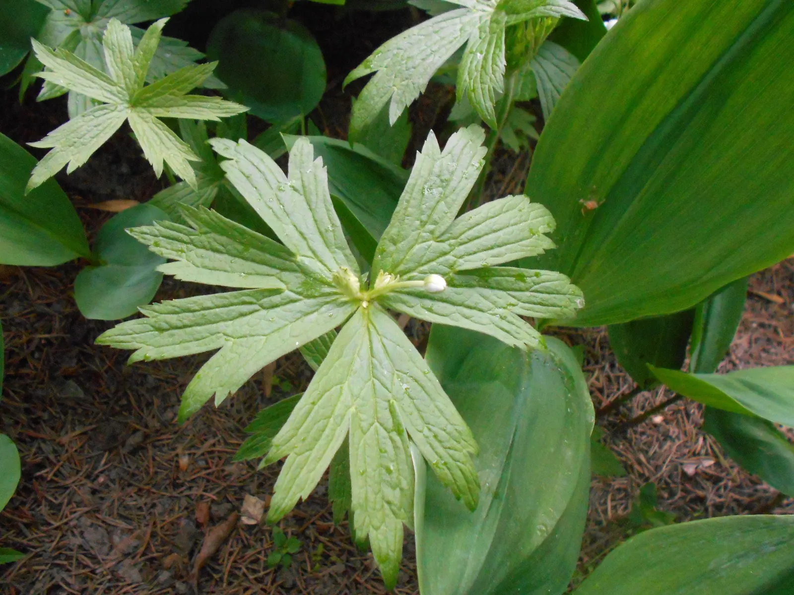 Native Wind Flower (Anemone Canadensis) — the Native Wind Flower spans approximately 1 to 1.5 feet in height and flaunts a similar spread; lobed, image 81
