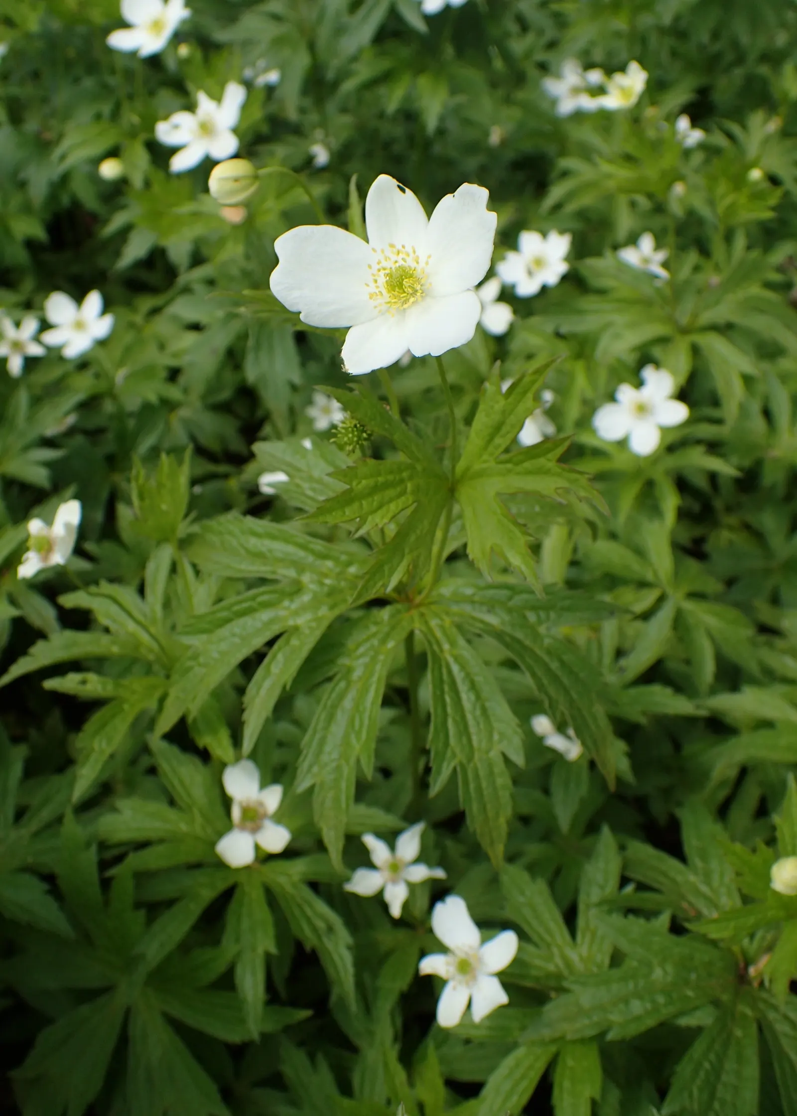 Native Wind Flower (Anemone Canadensis) — it reaches 1-1.5 feet in height with a similar spread and prefers full sun to partial shade