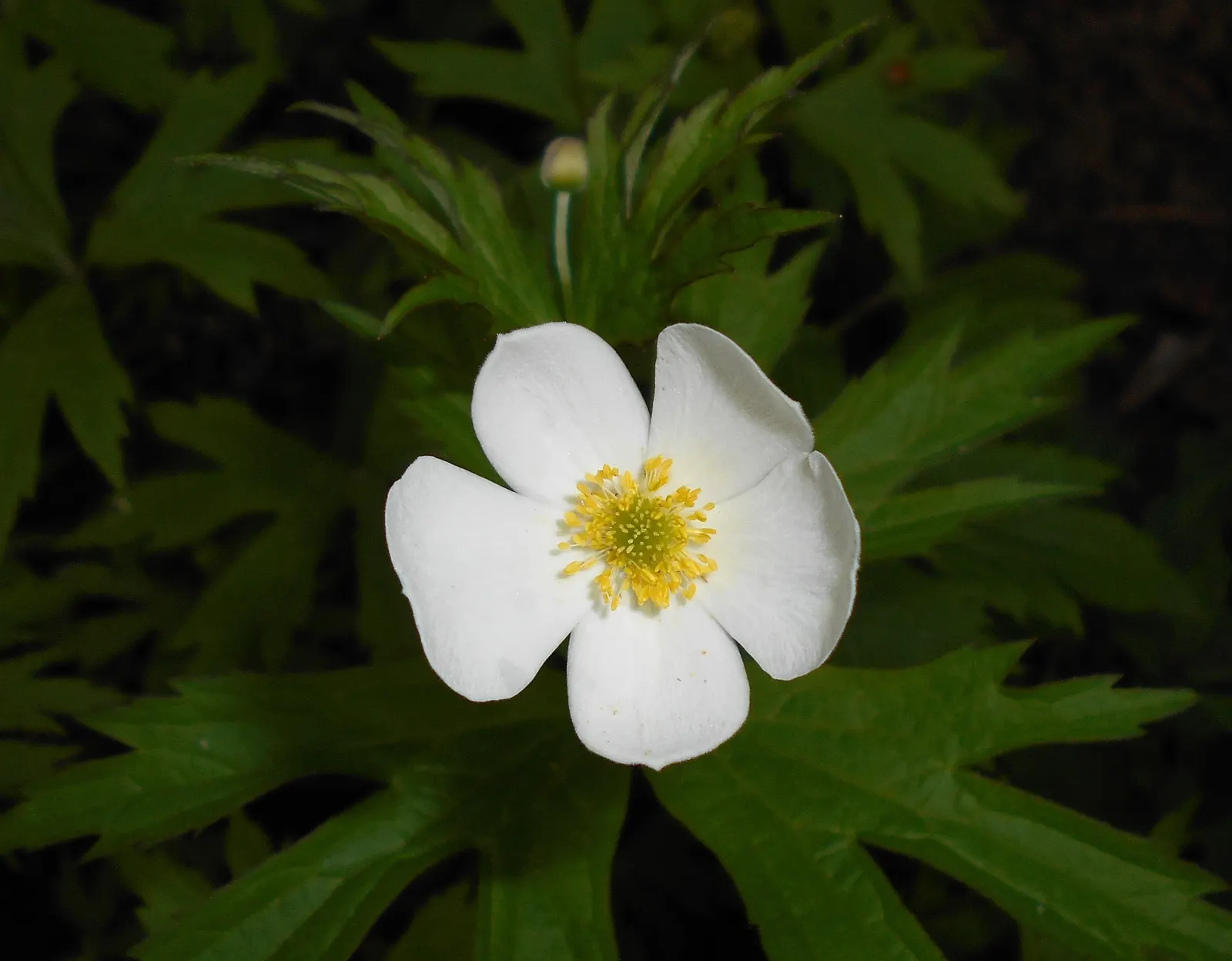 Native Wind Flower (Anemone Canadensis) — perennial with white blooms; blossoms reach about 1 to 2 inches in diameter, image 143