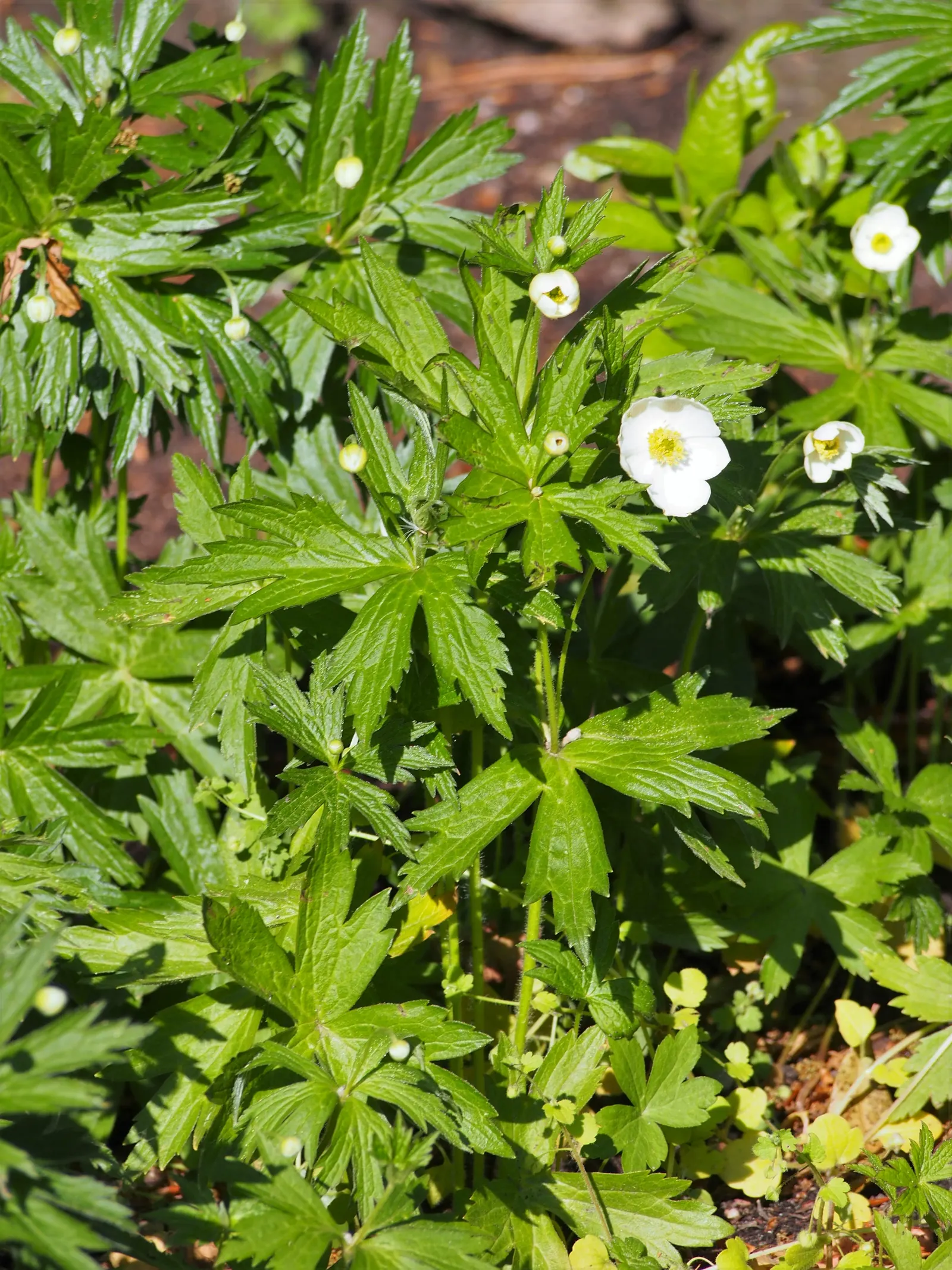Native Wind Flower (Anemone Canadensis) — perennial with white blooms; blossoms reach about 1 to 2 inches in diameter, image 71