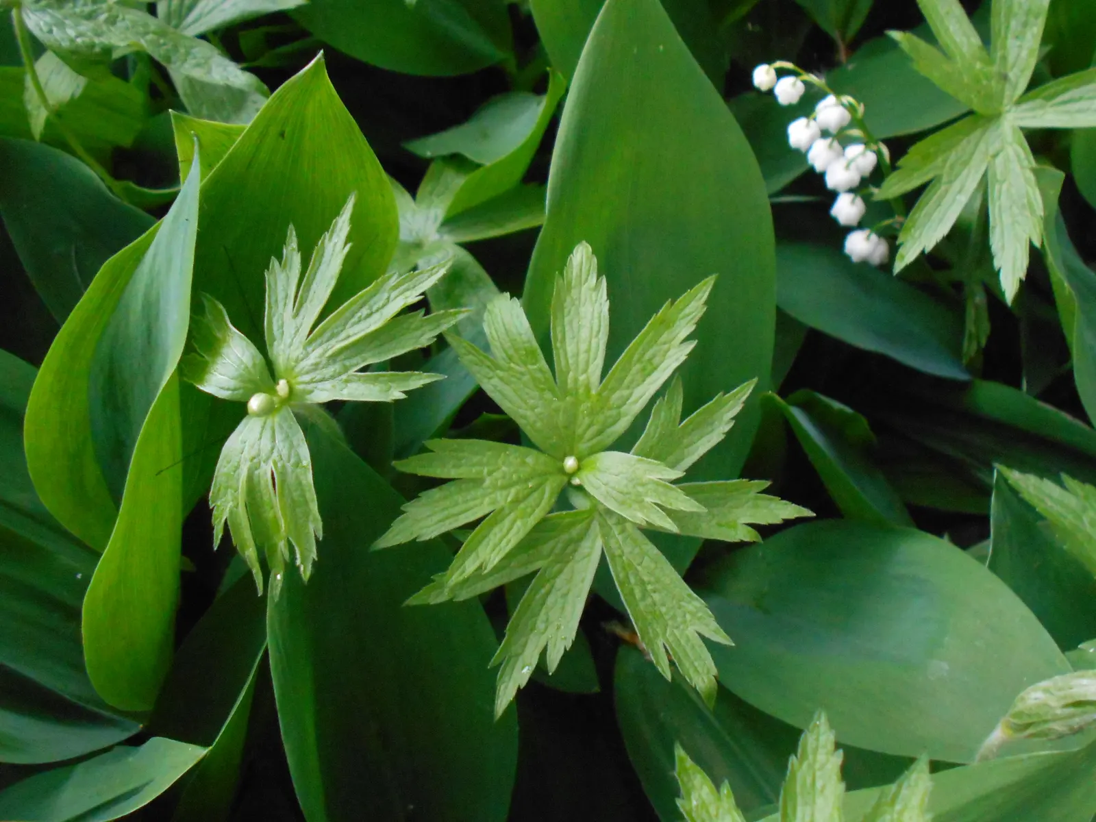 Native Wind Flower (Anemone Canadensis) — The plant exhibits deep green; green leaves and striking white flowers with sunny yellow centers that bloom in late