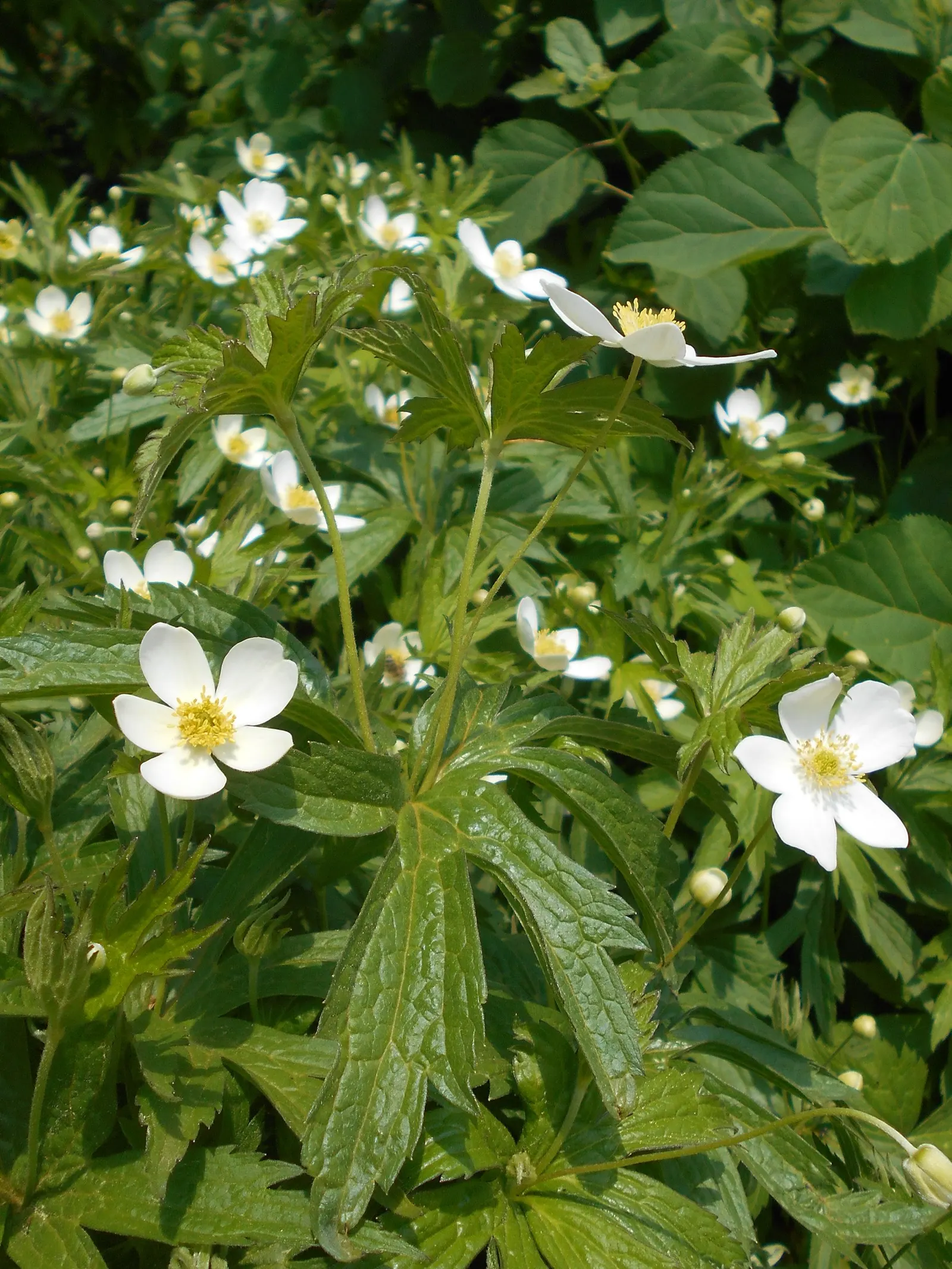 Native Wind Flower (Anemone Canadensis) — The Anemone canadensis, or Canadian Anemone, is a hardy perennial that adds delicate charm to any, image 73