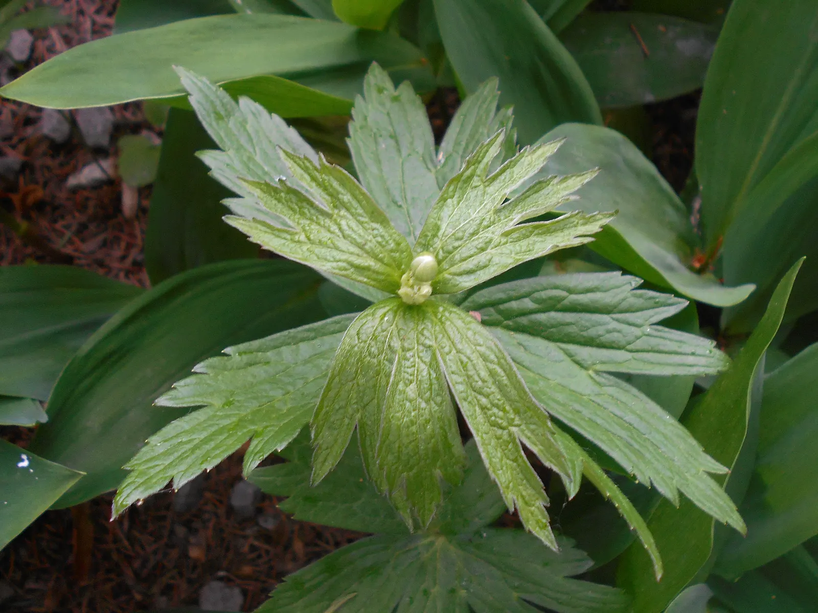 Native Wind Flower (Anemone Canadensis) — the Native Wind Flower spans approximately 1 to 1.5 feet in height and flaunts a similar spread; lobed, image 57